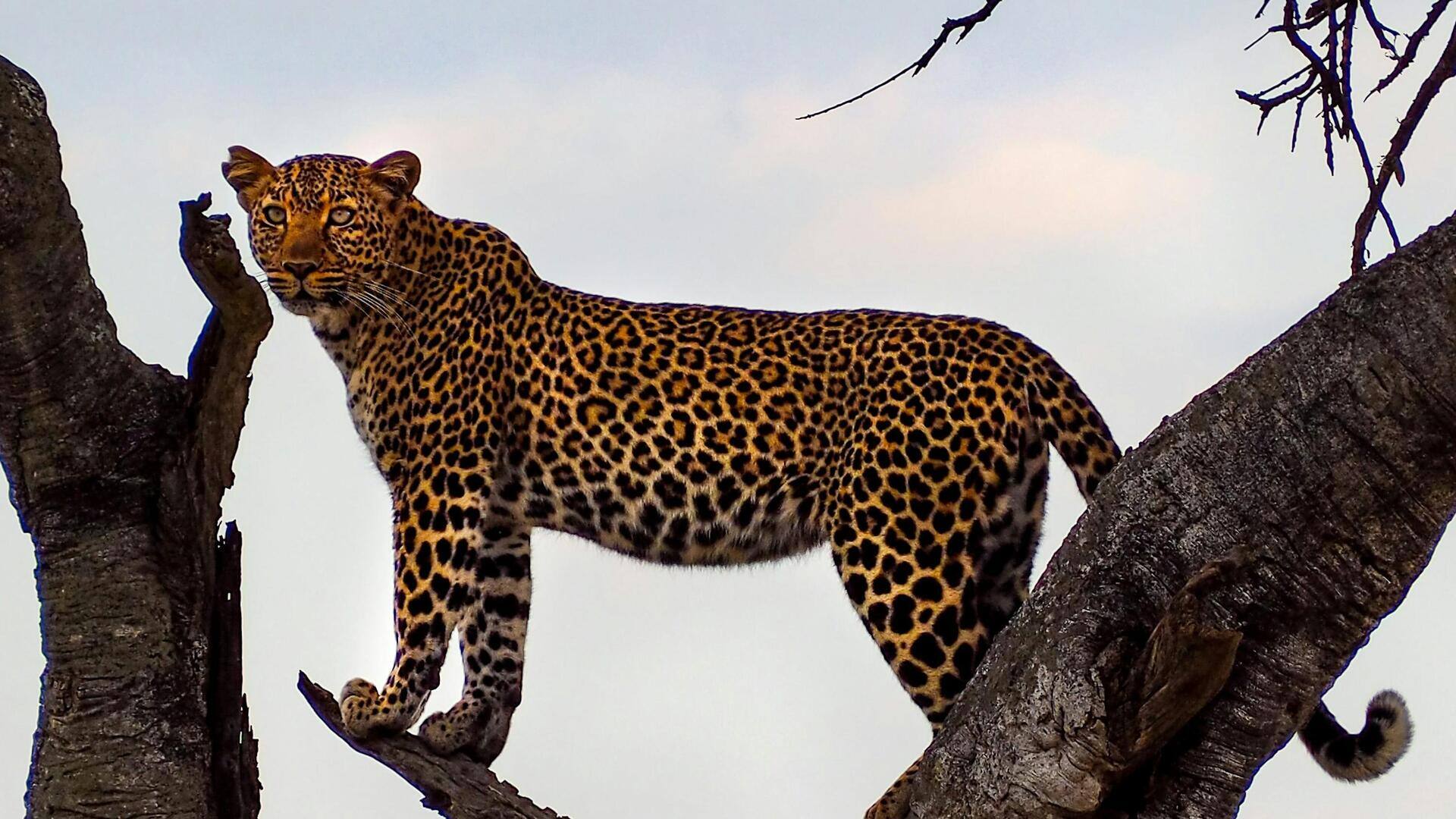 Mempelajari Kemampuan Memanjat Pohon yang Luar Biasa dari Macan Tutul