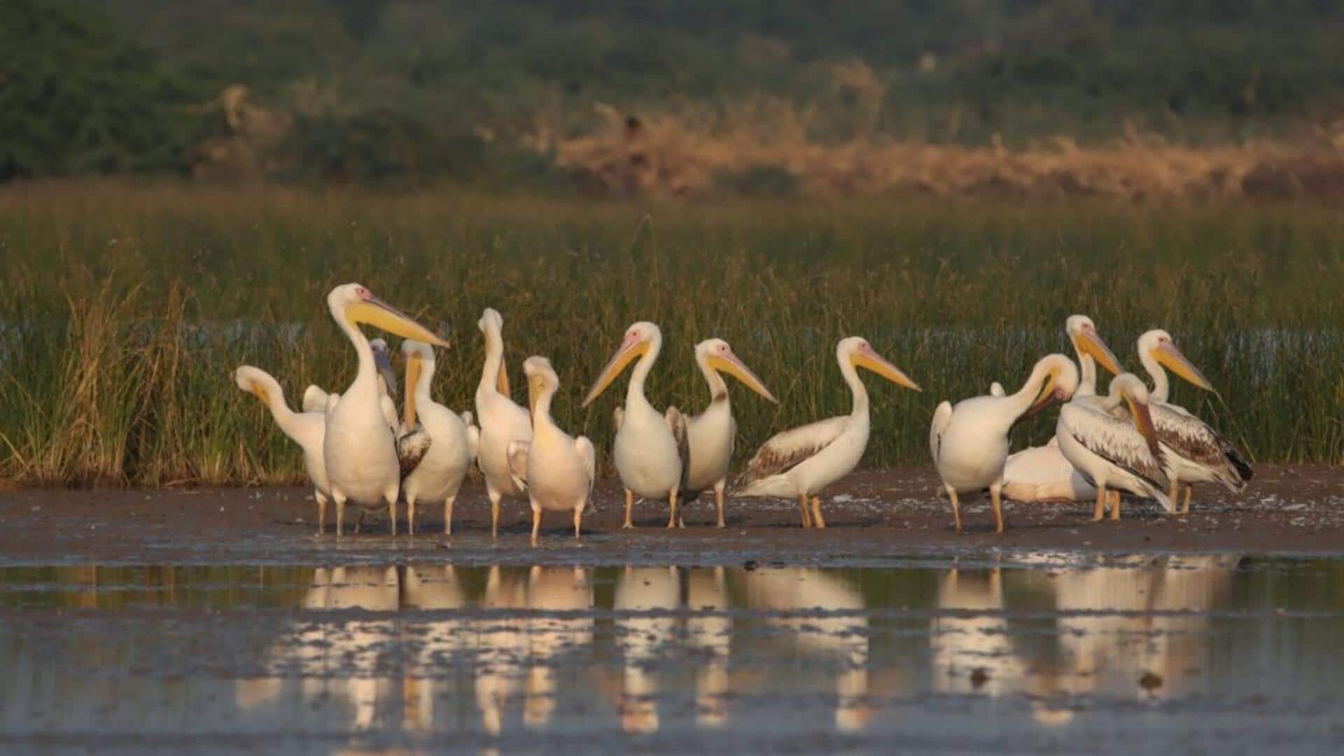 Menjelajahi Adaptasi dan Habitat Unik dari Pelikan