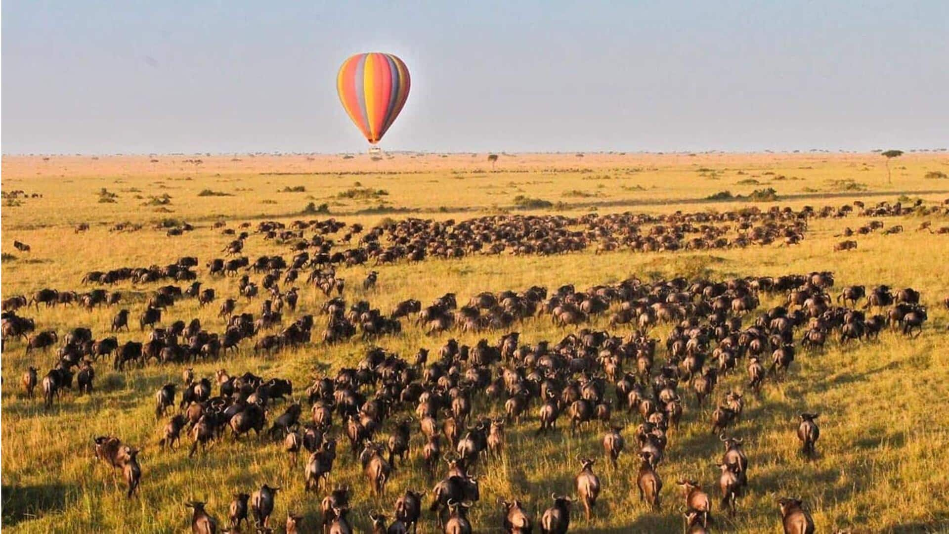 Safari yang mendebarkan di Maasai Mara, Kenya: Rekomendasi terbaik