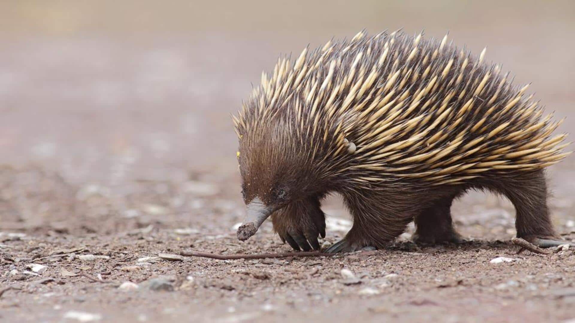 Fakta menarik tentang echidna Fakta menarik tentang echidna