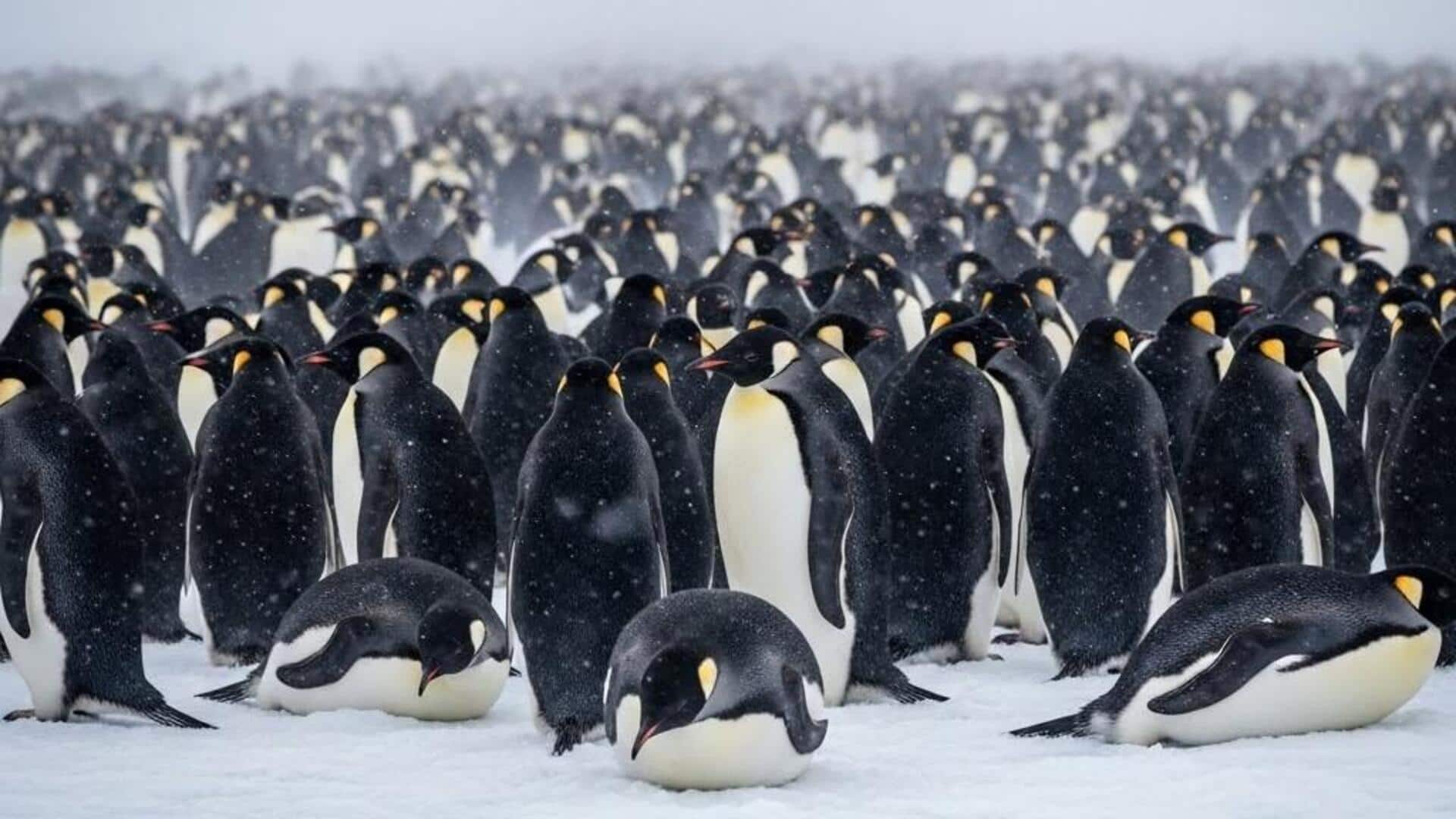 Rahasia Kehangatan di Balik Kebiasaan Berkumpulnya Penguin