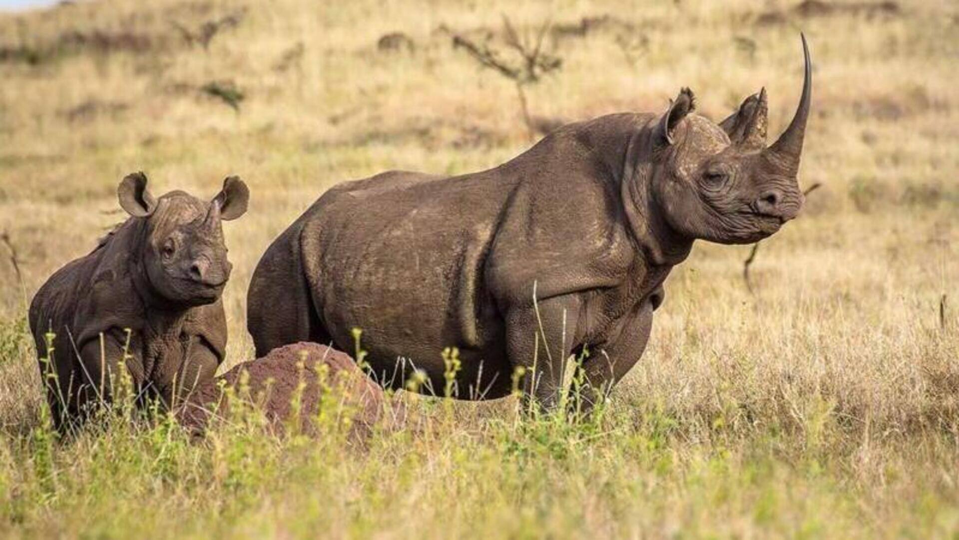 Perubahan Habitat Badak: Adaptasi Selama Jutaan Tahun