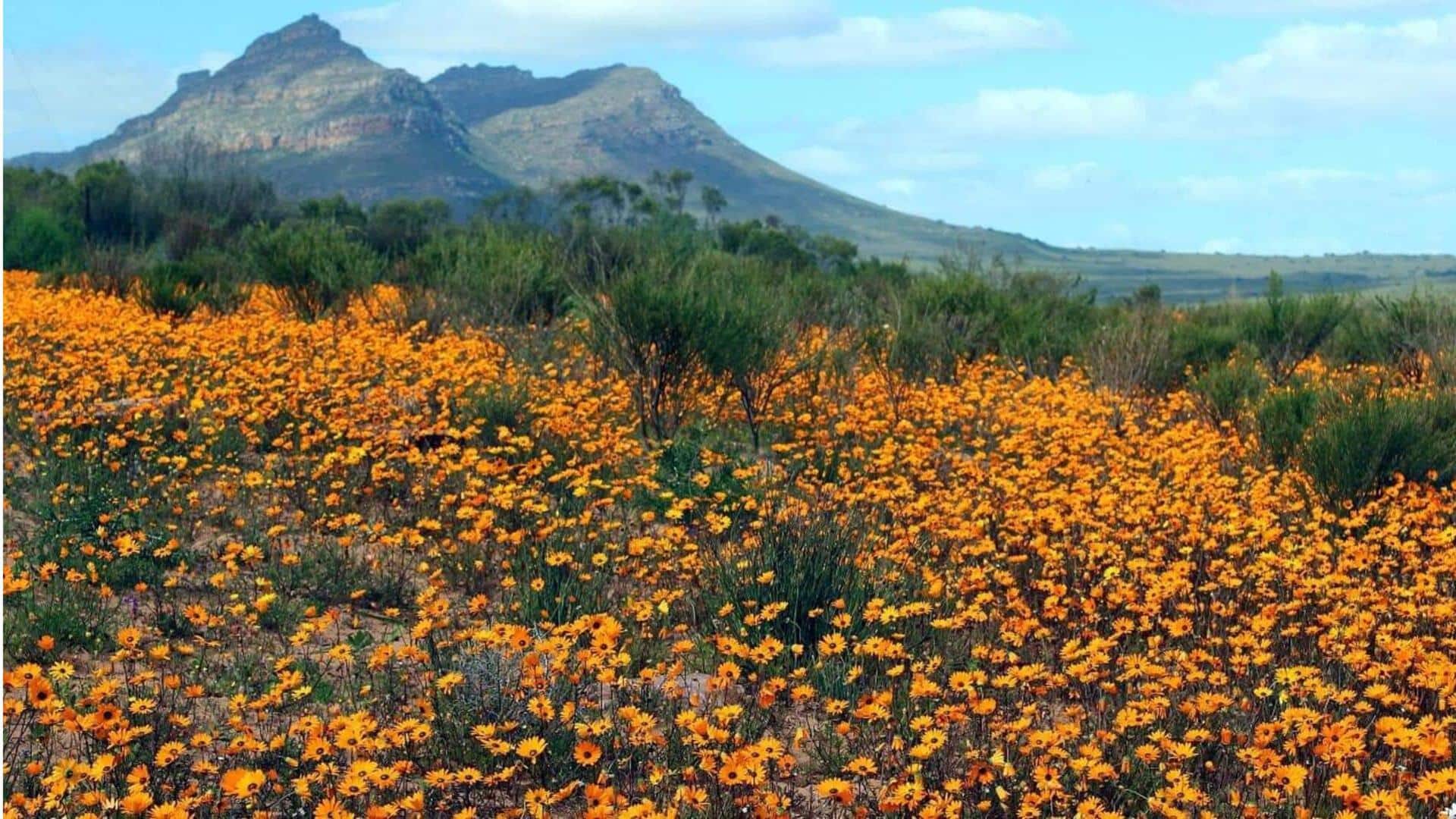 Afrika Selatan: Saksikan pemandangan bunga di Namaqualand dengan panduan ini