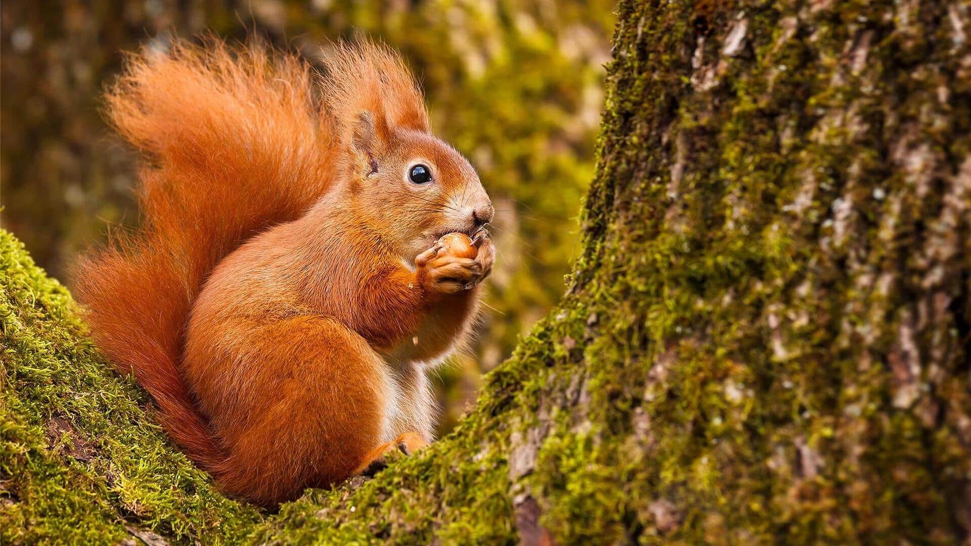 Lima Metode Cerdik Tupai dalam Menyimpan Makanan