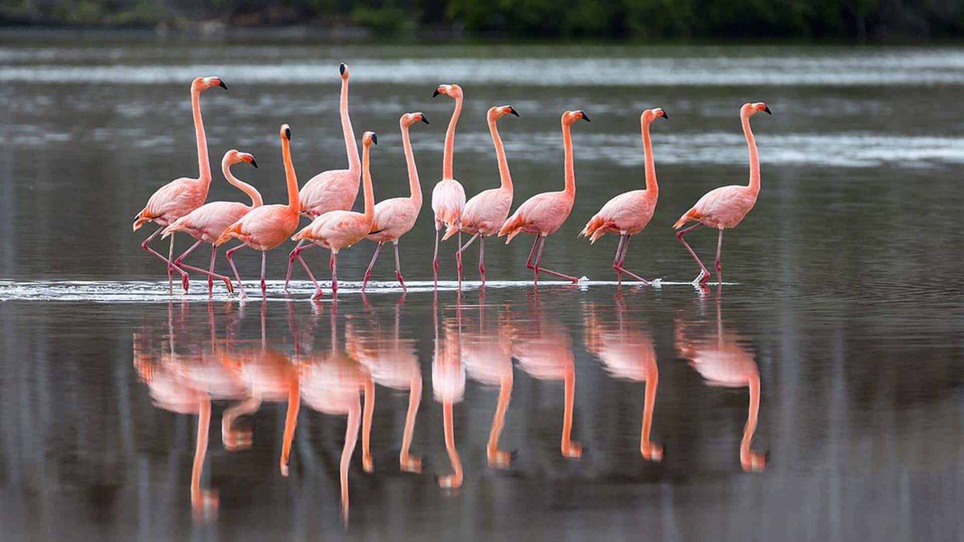 Lima Tips Sederhana untuk Menciptakan Foto Refleksi yang Sempurna