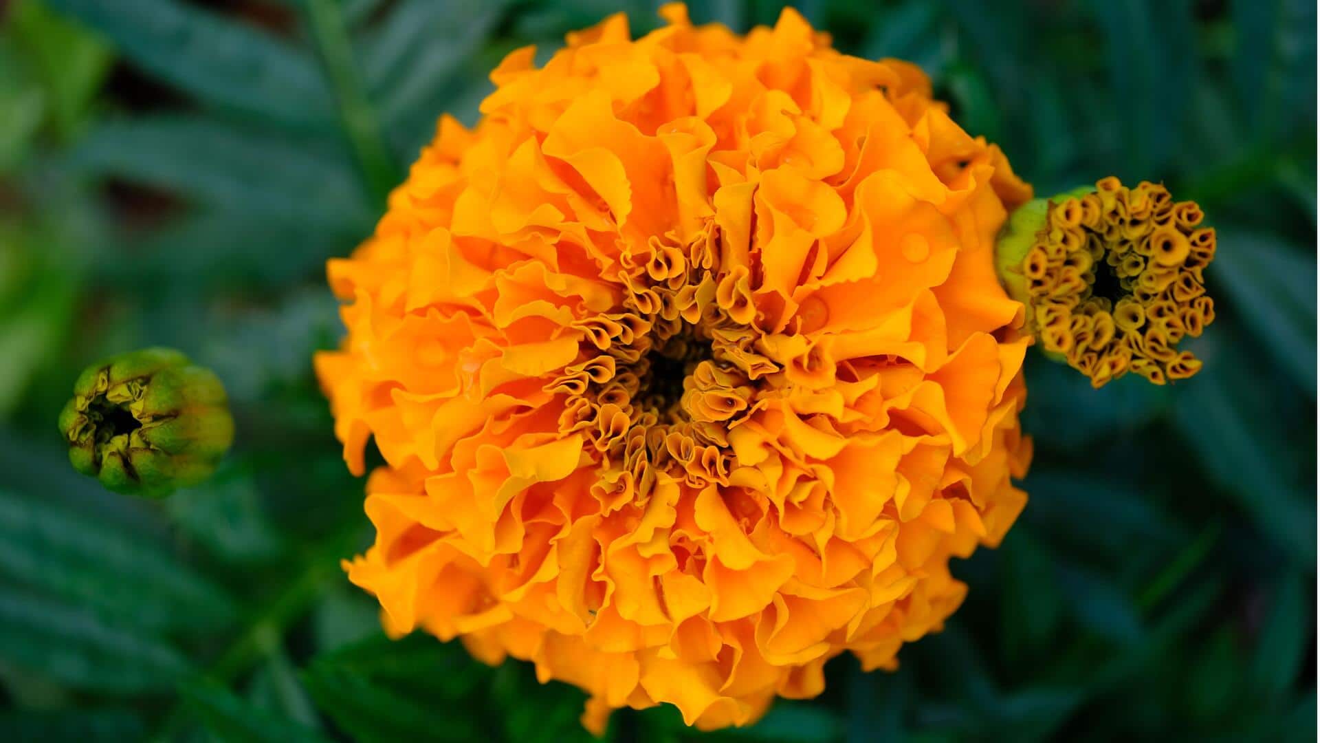 Cara Menanam Bunga Marigold dari Biji