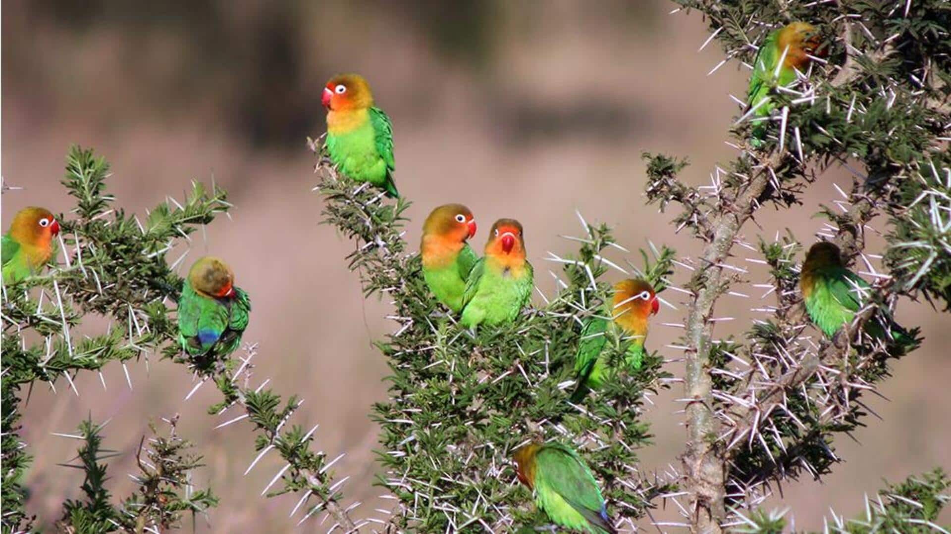 Mengungkap Pola Migrasi Lovebird yang Tak Terduga Mengungkap Pola Migrasi Lovebird yang Tak Terduga
