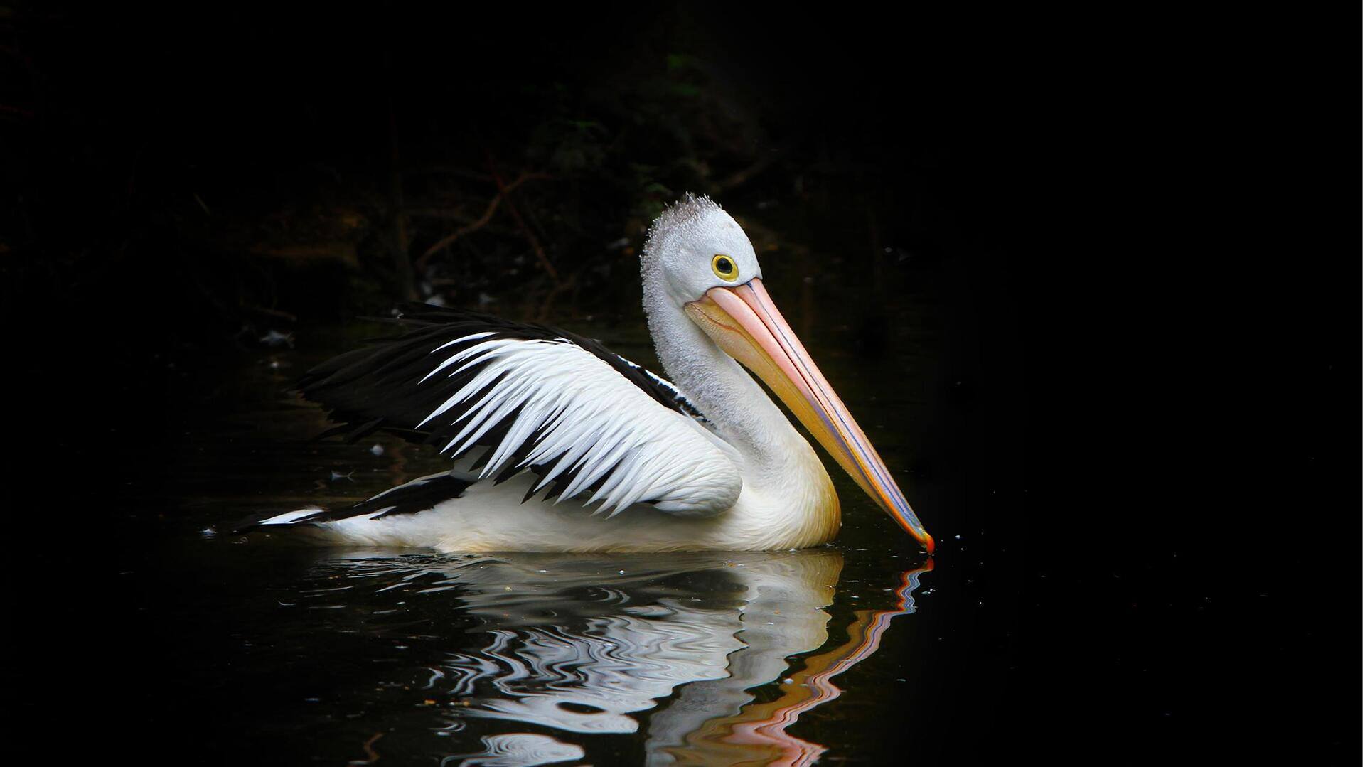 Mengungkap Kebiasaan Pelikan di Malam Hari