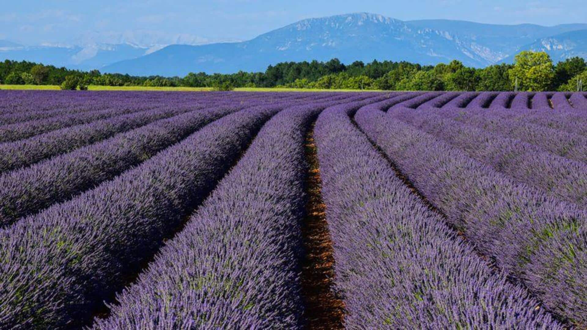Menjelajahi Ladang Lavender di Provence, Prancis