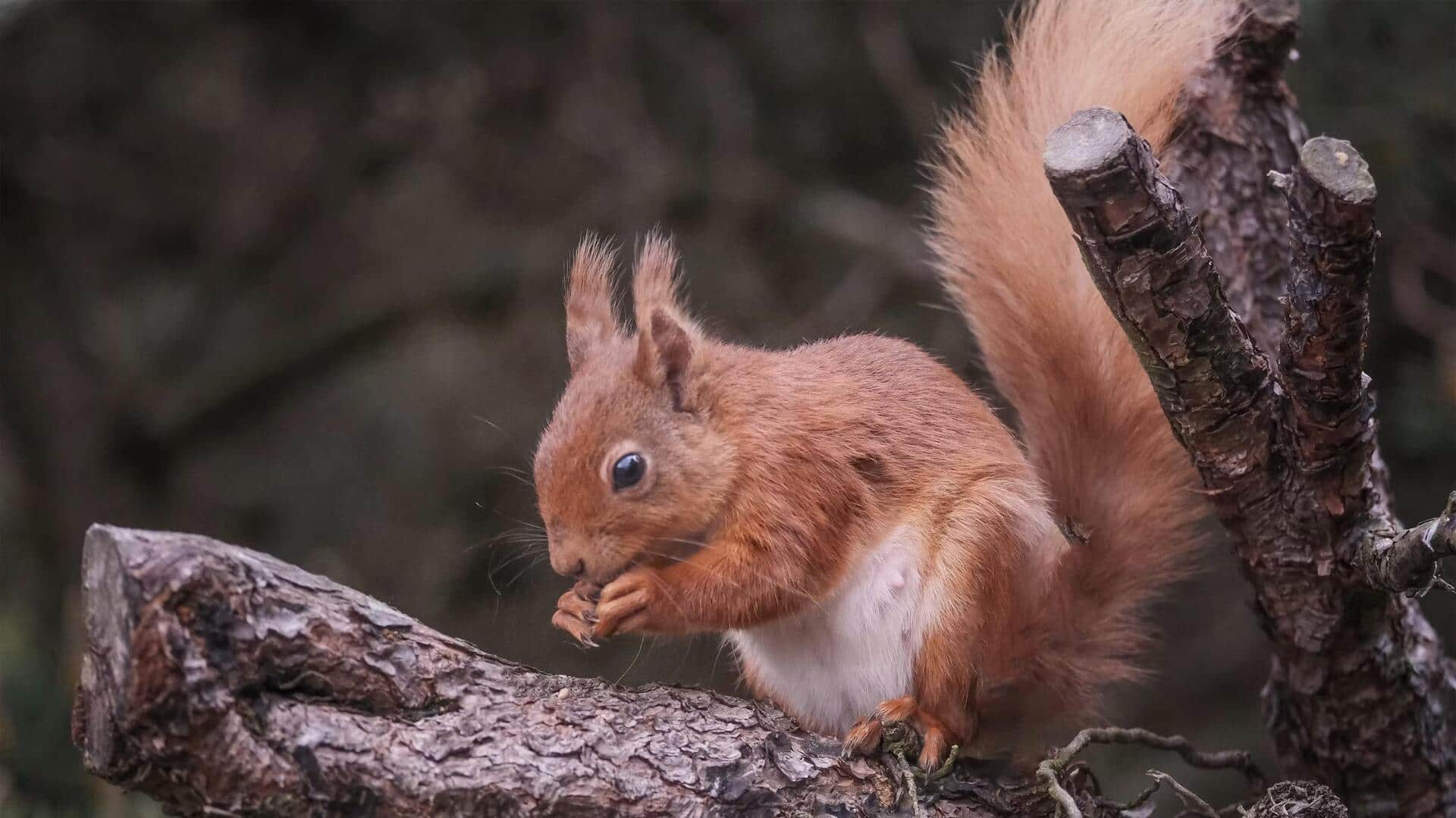 Keterampilan Unik Tupai dalam Memanjat di Berbagai Habitat