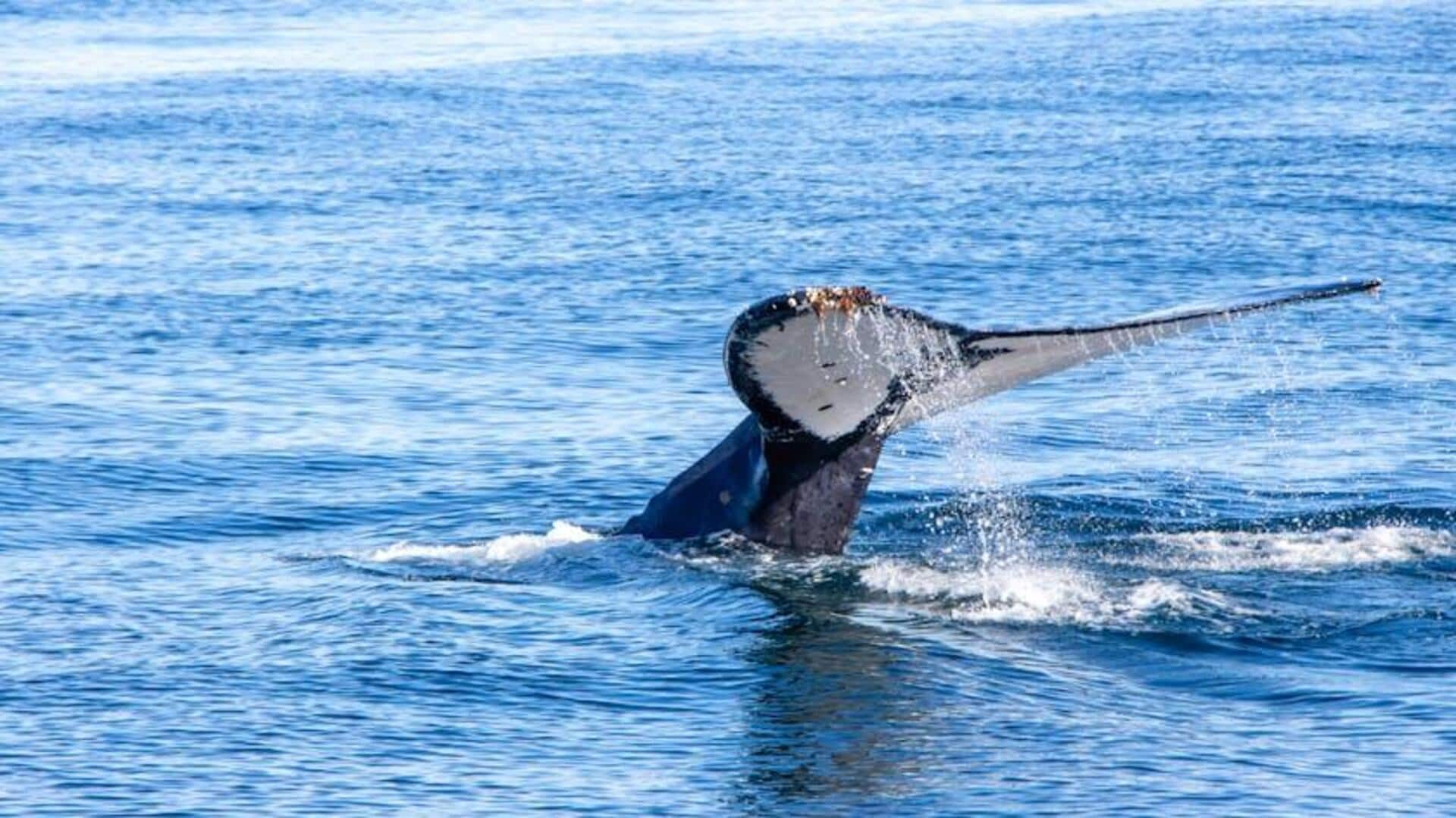 Menjelajahi Keindahan Grootbos Private Nature Reserve, Afrika Selatan