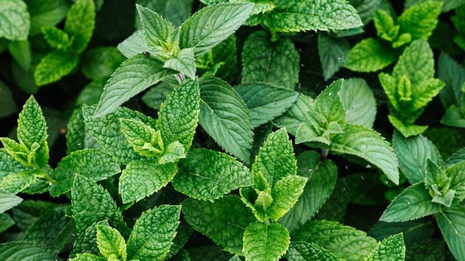 Menumbuhkan Tanaman Herbal Aromatik untuk Pengalaman Taman Sensori Menumbuhkan Tanaman Herbal Aromatik untuk Pengalaman Taman Sensori