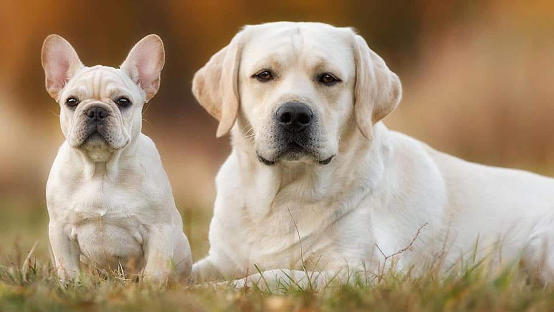 Sederet Ras Anjing Yang Paling Banyak Dibicarakan Di Tahun 2023