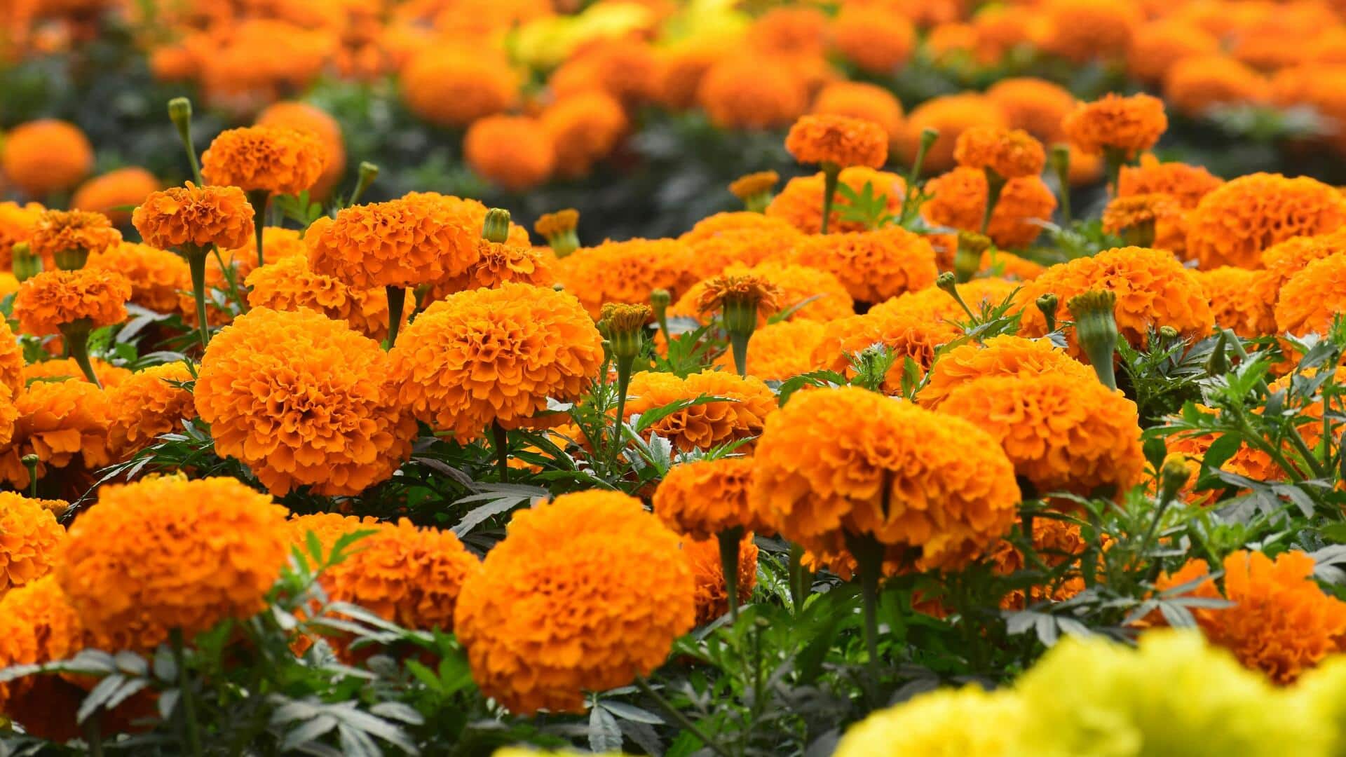 Lima Penggunaan Mengejutkan Bunga Marigold selain Berkebun Lima Penggunaan Mengejutkan Bunga Marigold selain Berkebun
