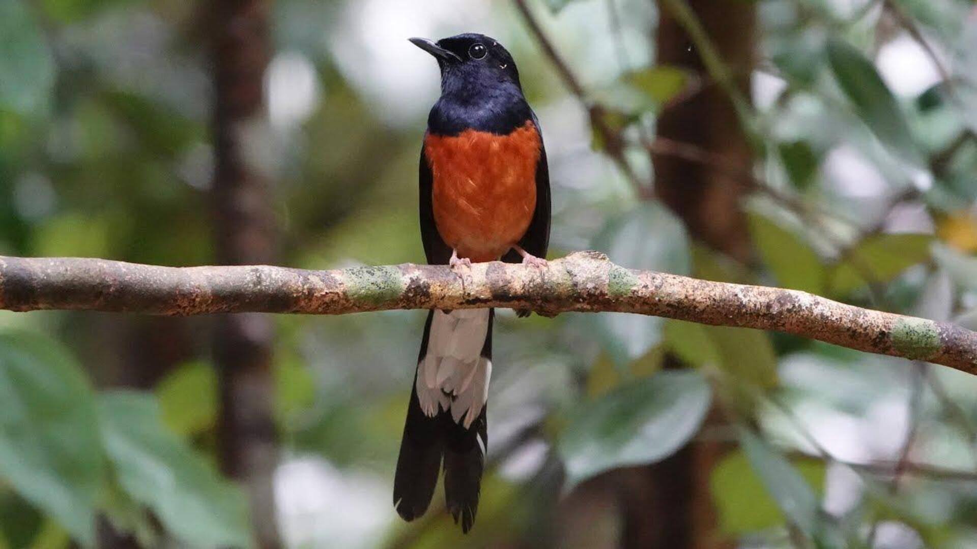 Mengungkap Rahasia Sarang Burung Murai