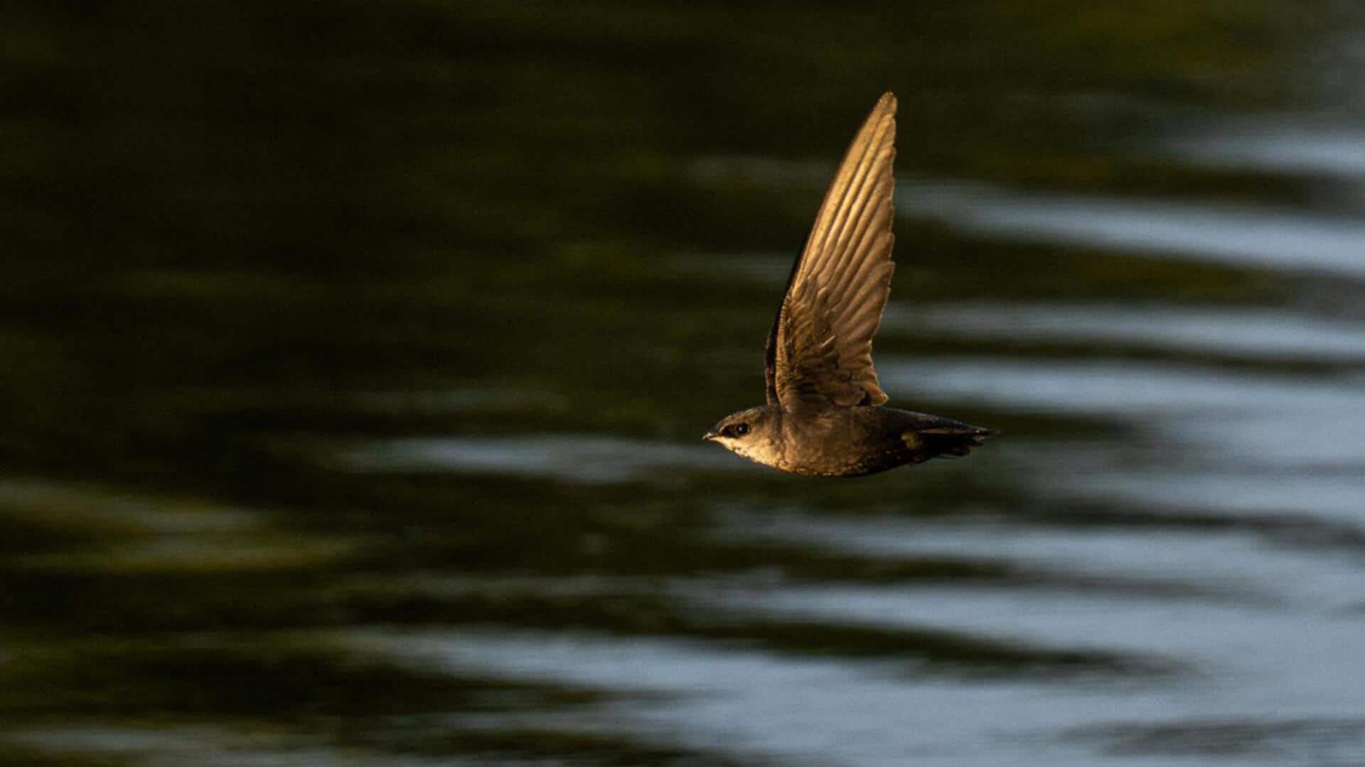 Cara Burung Swift Menggunakan Ekolokasi untuk Terbang di Malam Hari