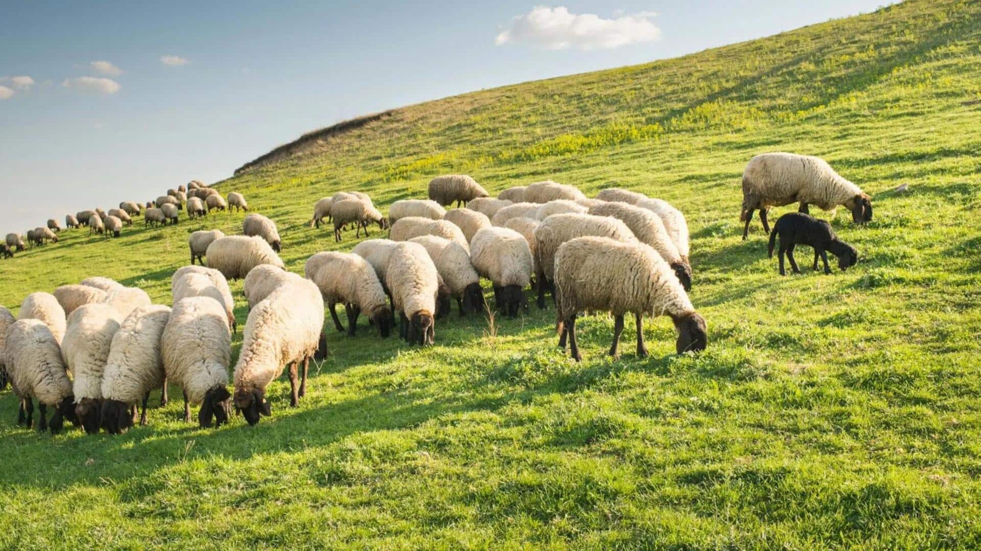 Mengungkap Keterampilan Unik Domba dalam Memecahkan Masalah