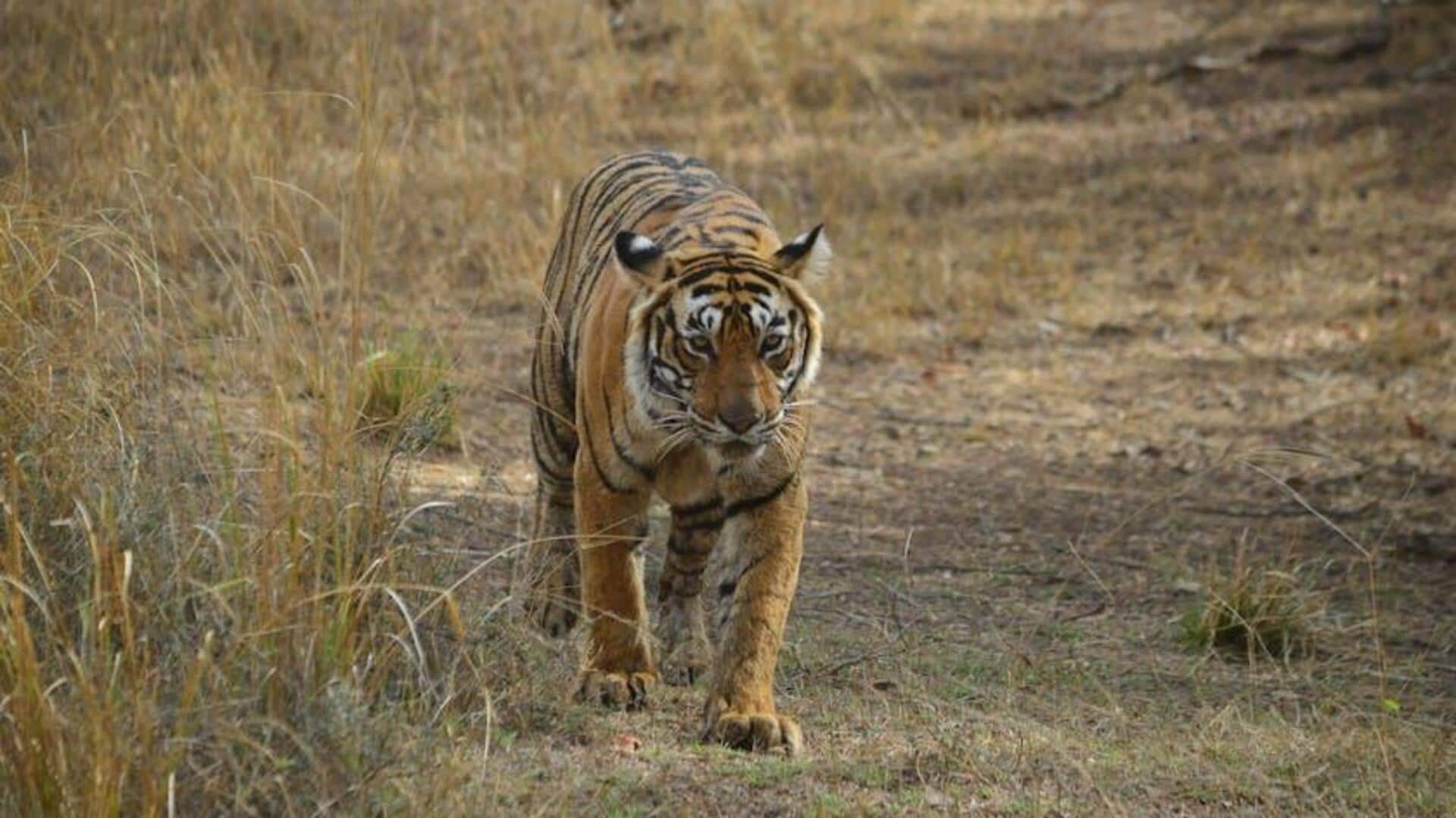 Menjelajahi Keindahan Alam dan Satwa Liar di Taman Nasional Ranthambore, India