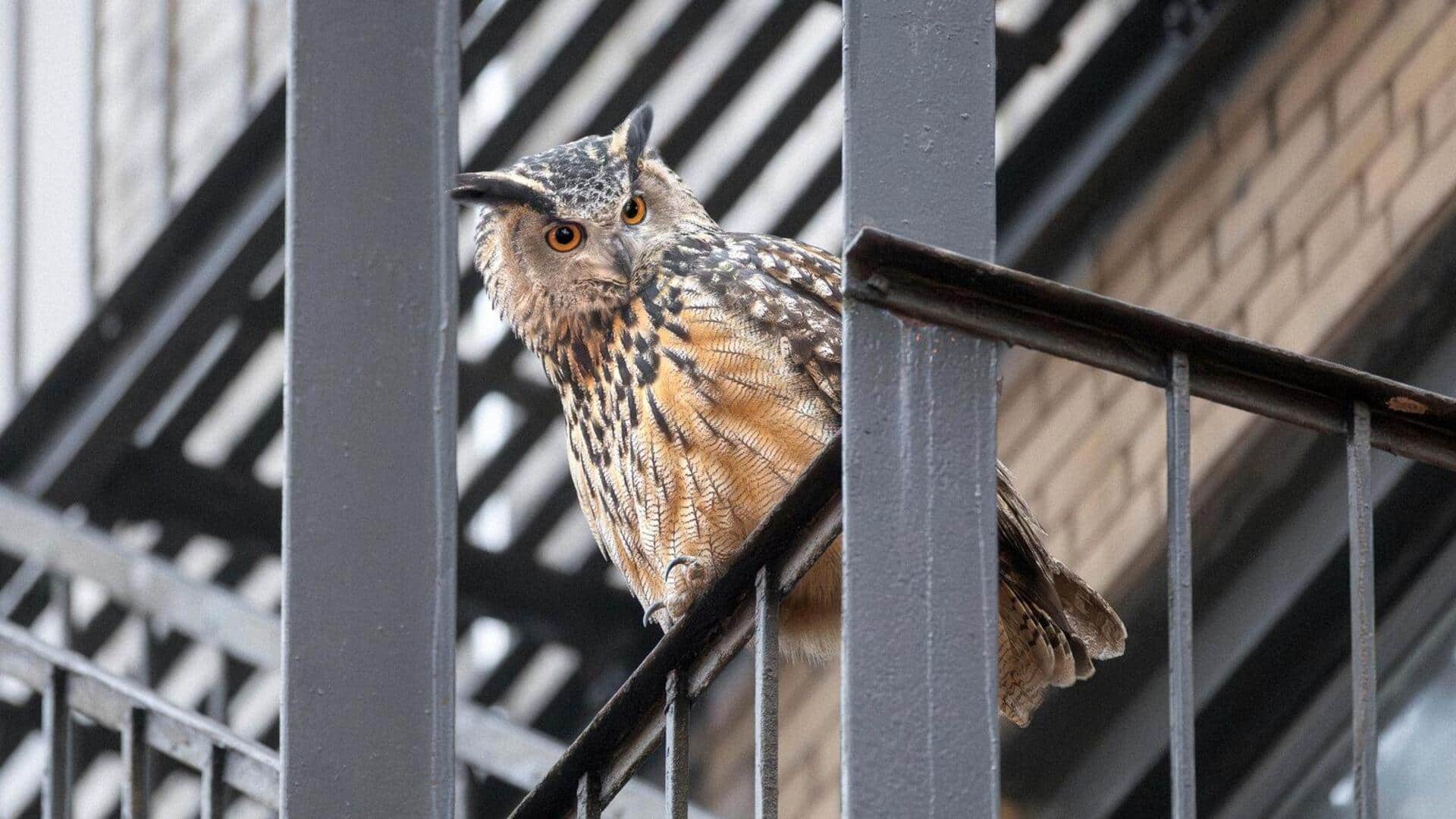 Adaptasi Burung Hantu di Lingkungan Perkotaan