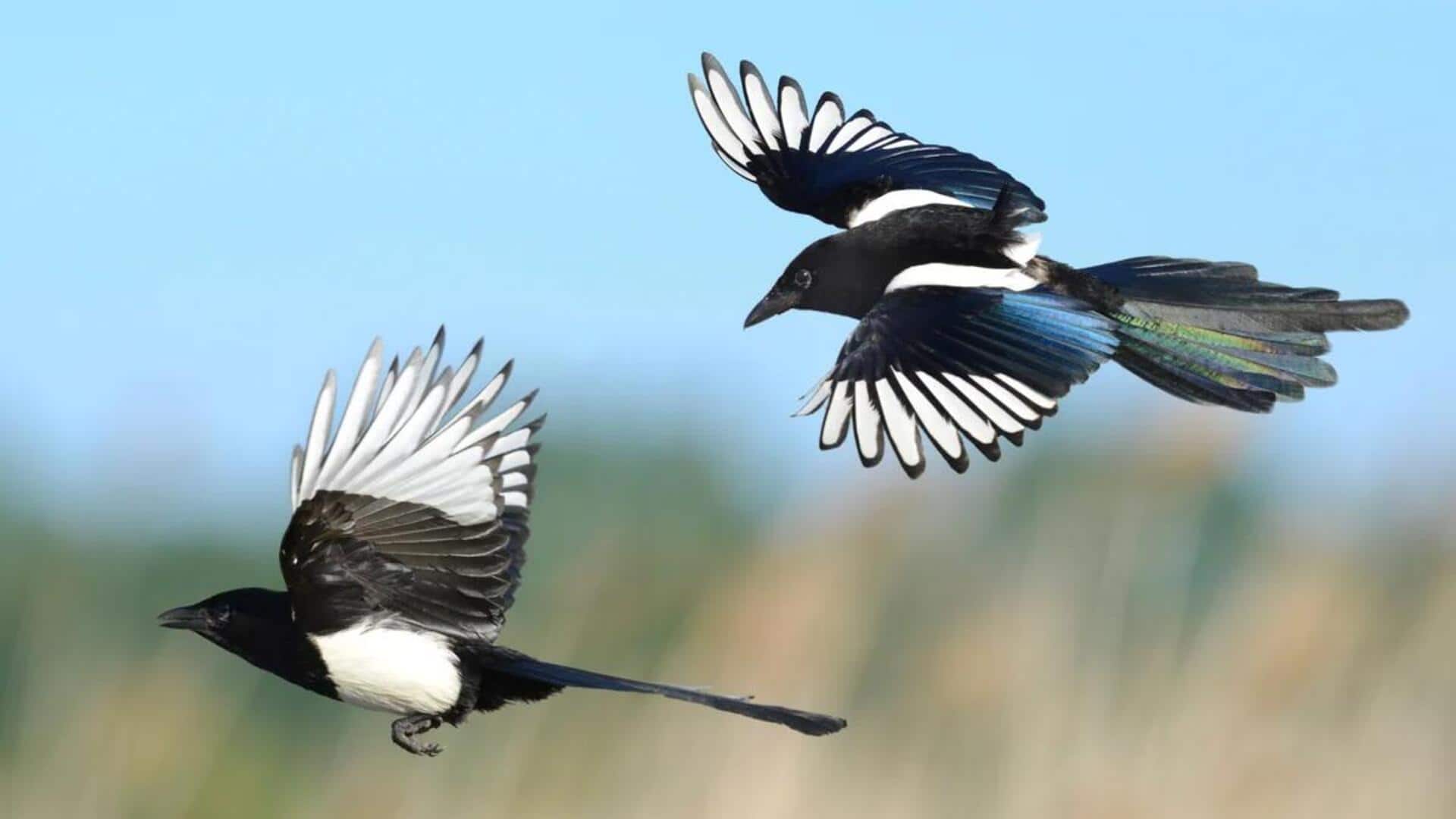 Memahami Pola Terbang dan Perilaku Teritorial Burung Murai