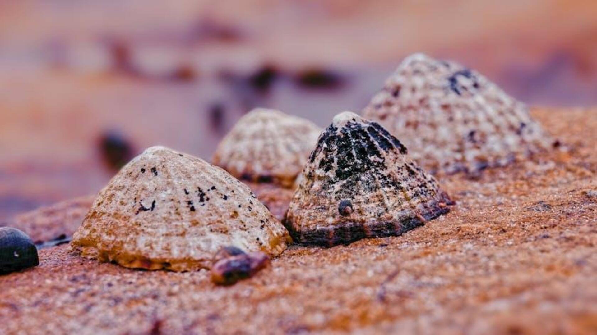 Lima Terobosan Teknologi Terinspirasi dari Rekayasa Limpet