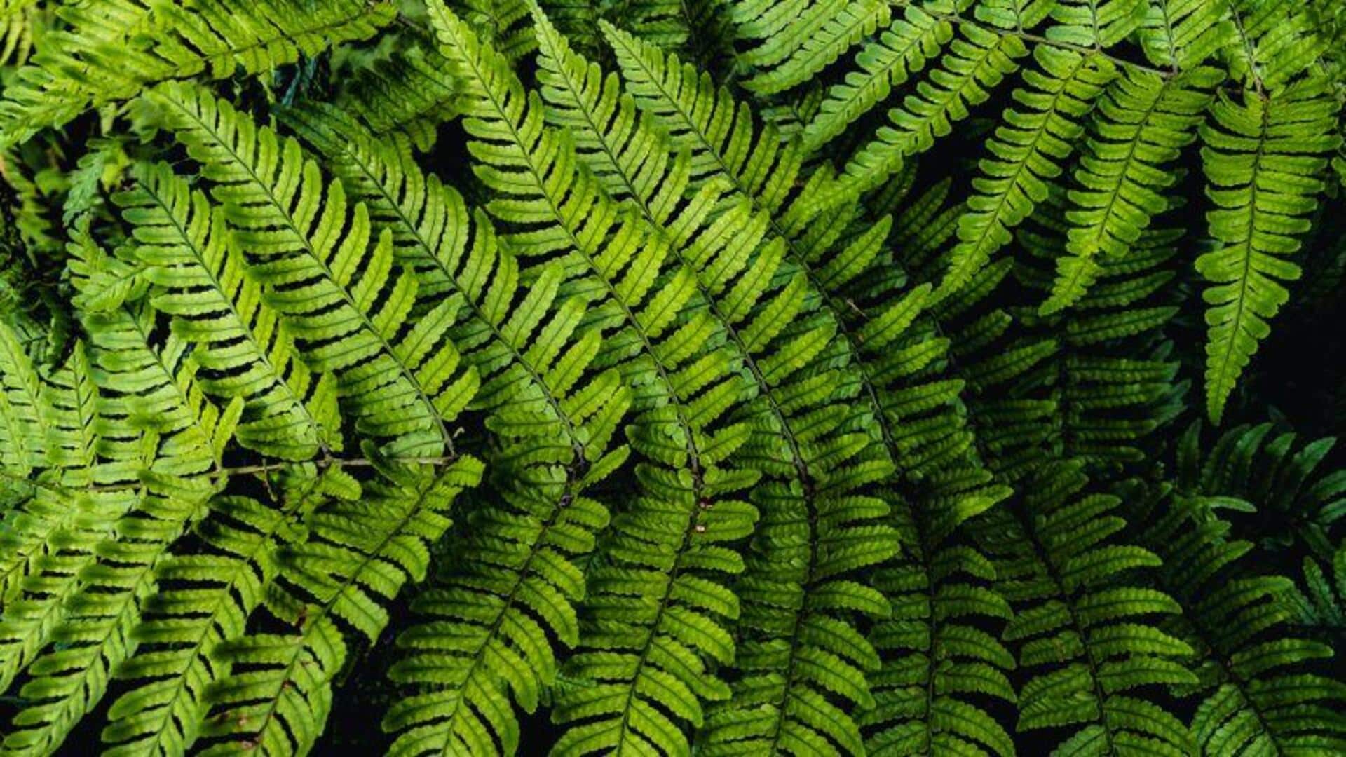 Manfaat Tak Terduga Memelihara Pakis di Taman Anda