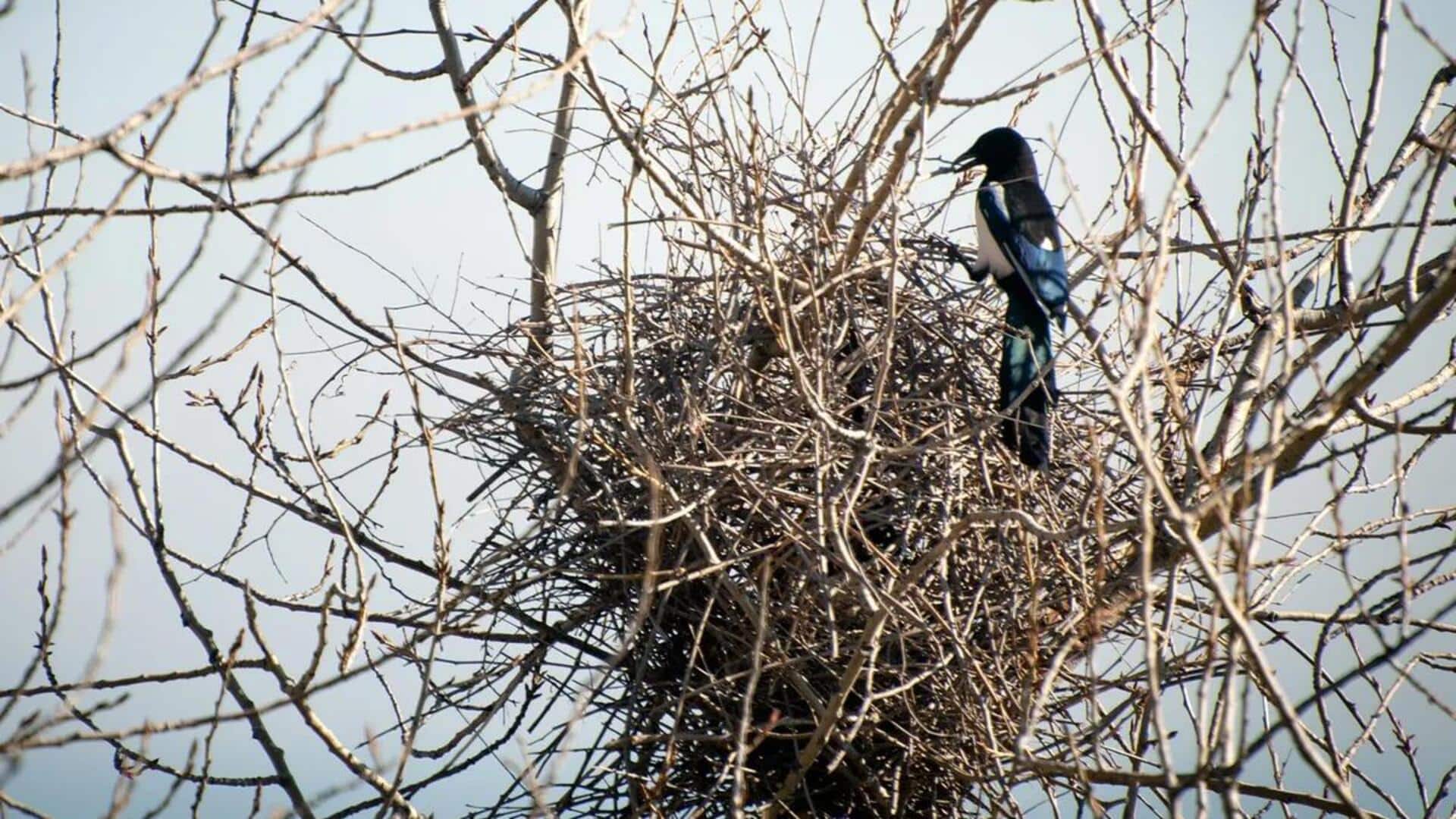 Perilaku Unik Burung Magpie dalam Membangun Sarang