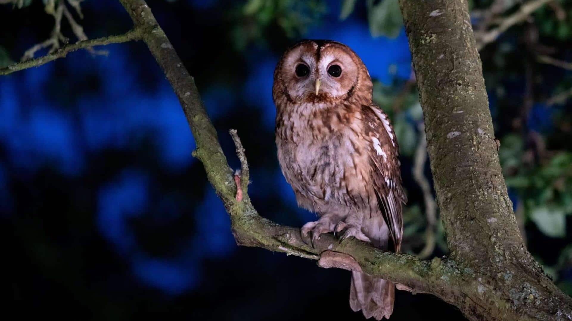 Misteri Burung Hantu: Simbolisme dan Adaptasi