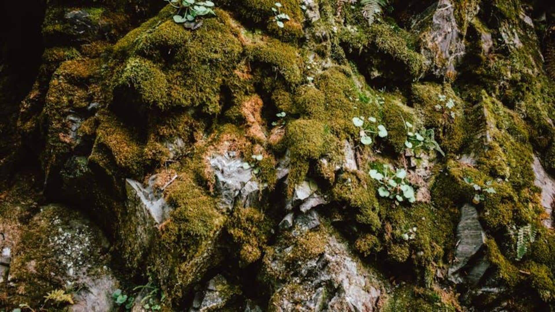 Lima Varietas Lumut yang Menakjubkan untuk Taman Rumah Anda