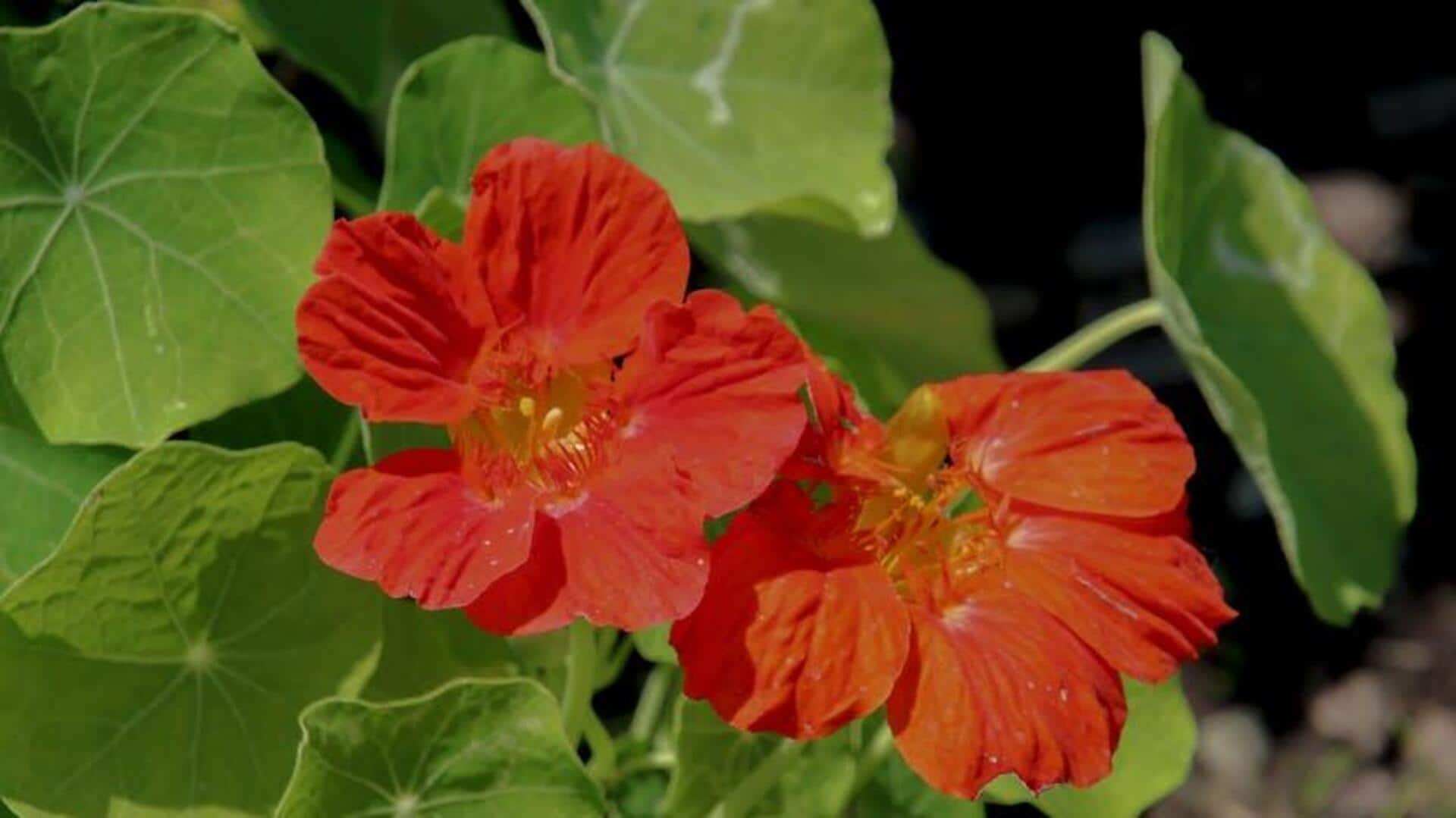 Manfaat Tersembunyi Menanam Nasturtium di Rumah