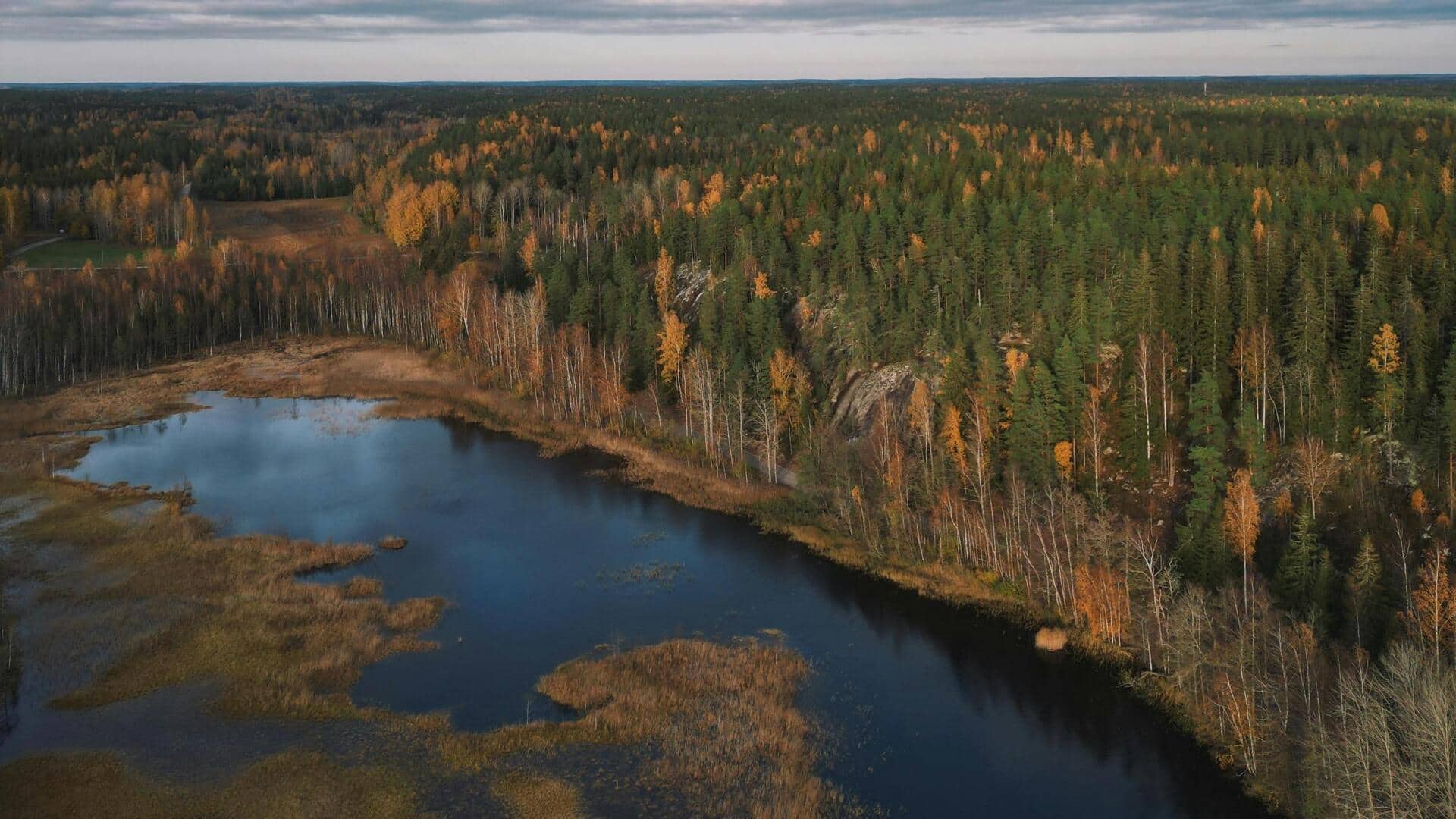 Menjelajahi Hutan Tertua Finlandia: Lima Tempat Tersembunyi Terbaik