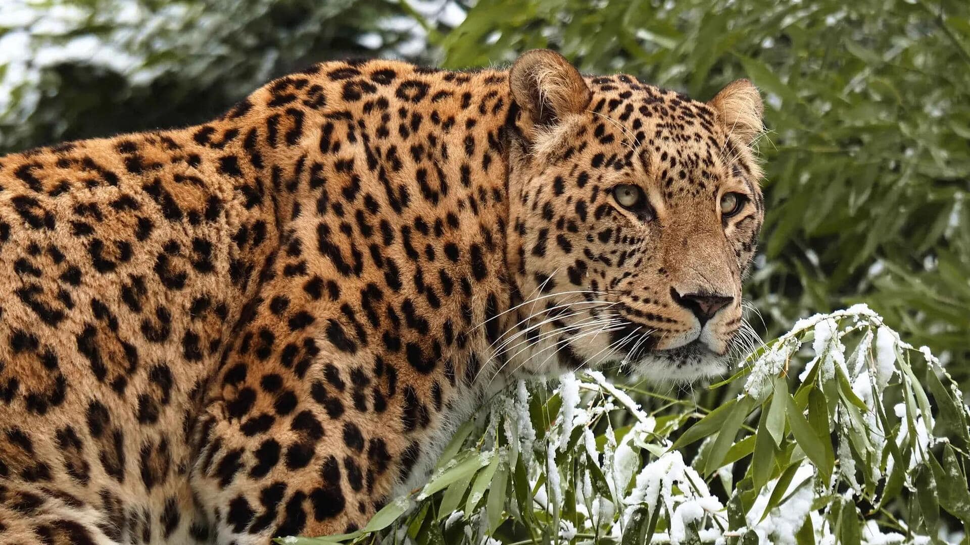 Mengungkap Pola Indah pada Bulu Macan Tutul: Lima Fakta Menarik