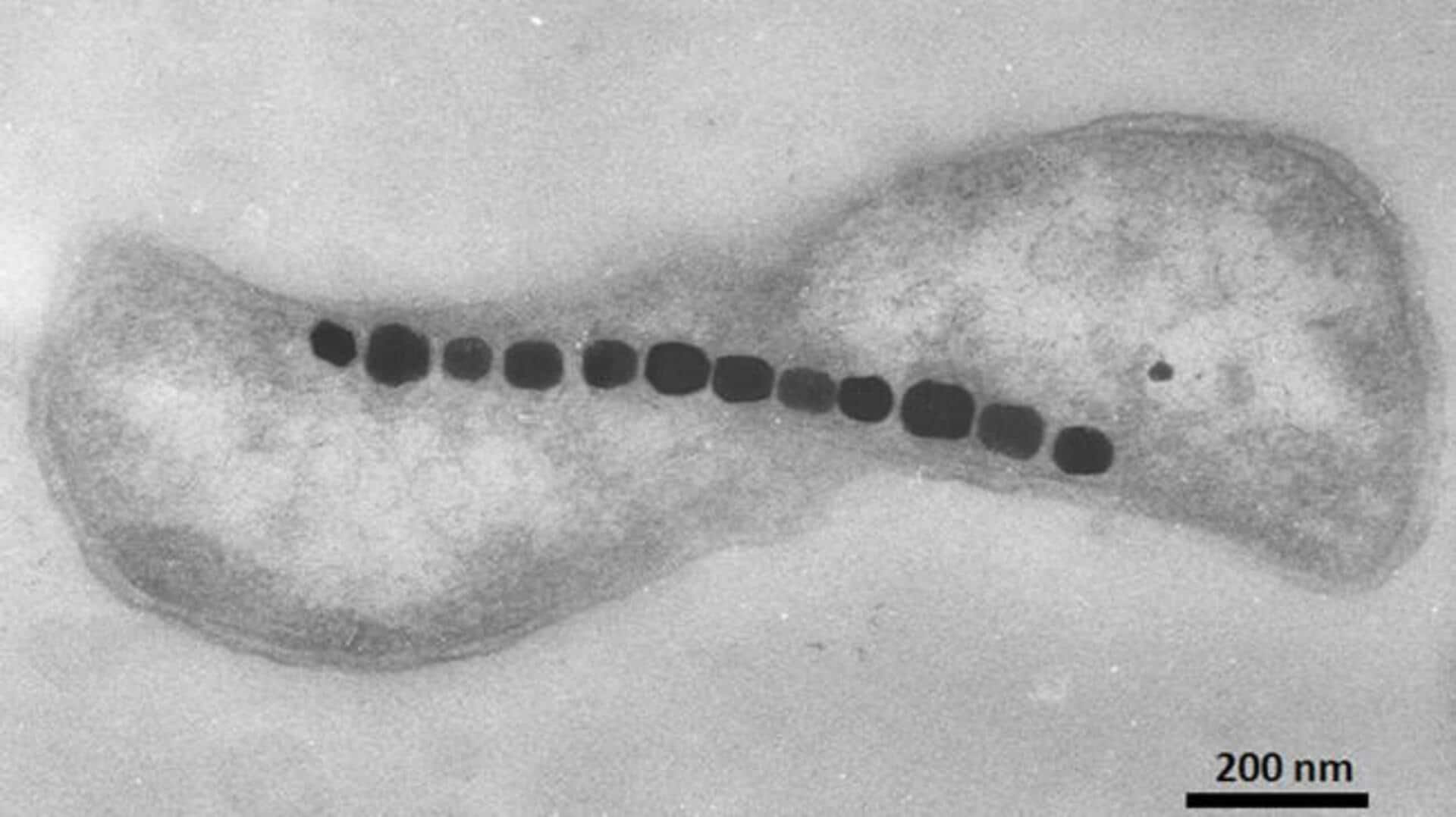Fakta Menarik tentang Bakteri Magnetik dan Kemampuannya Menavigasi Lingkungan Sekitar