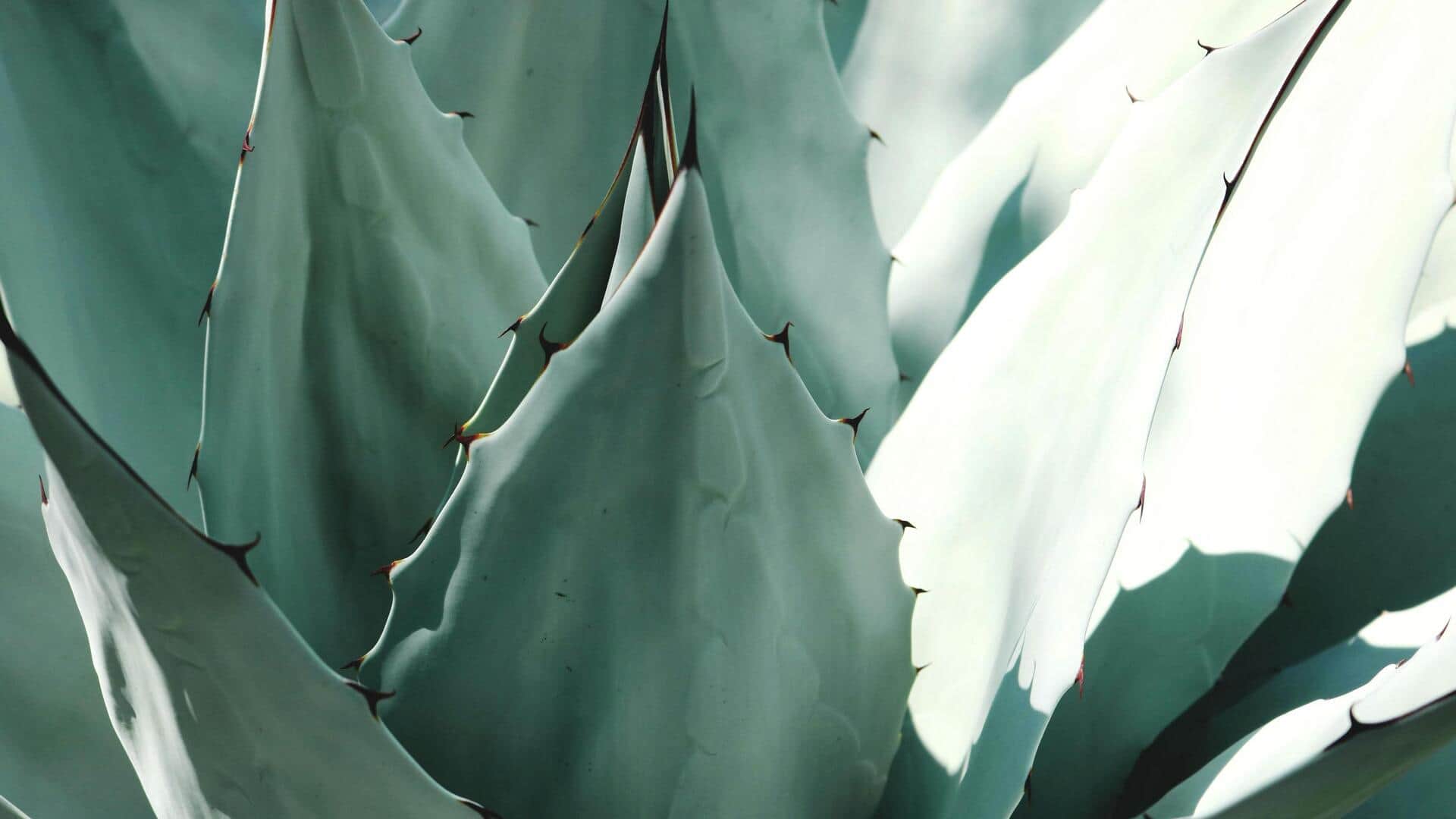 Fakta Menarik tentang Tanaman Agave yang Tangguh Fakta Menarik tentang Tanaman Agave yang Tangguh