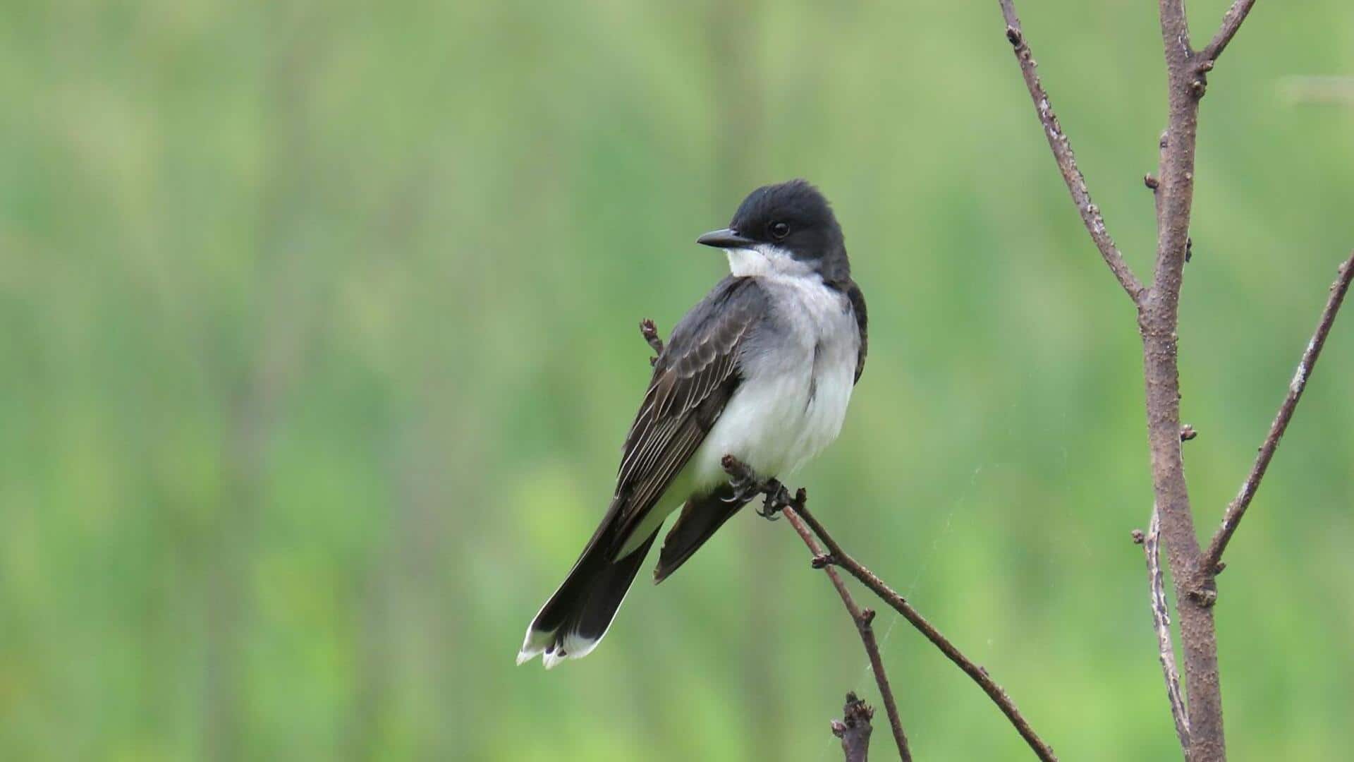Peran Kingbird dalam Menjaga Keseimbangan Ekosistem