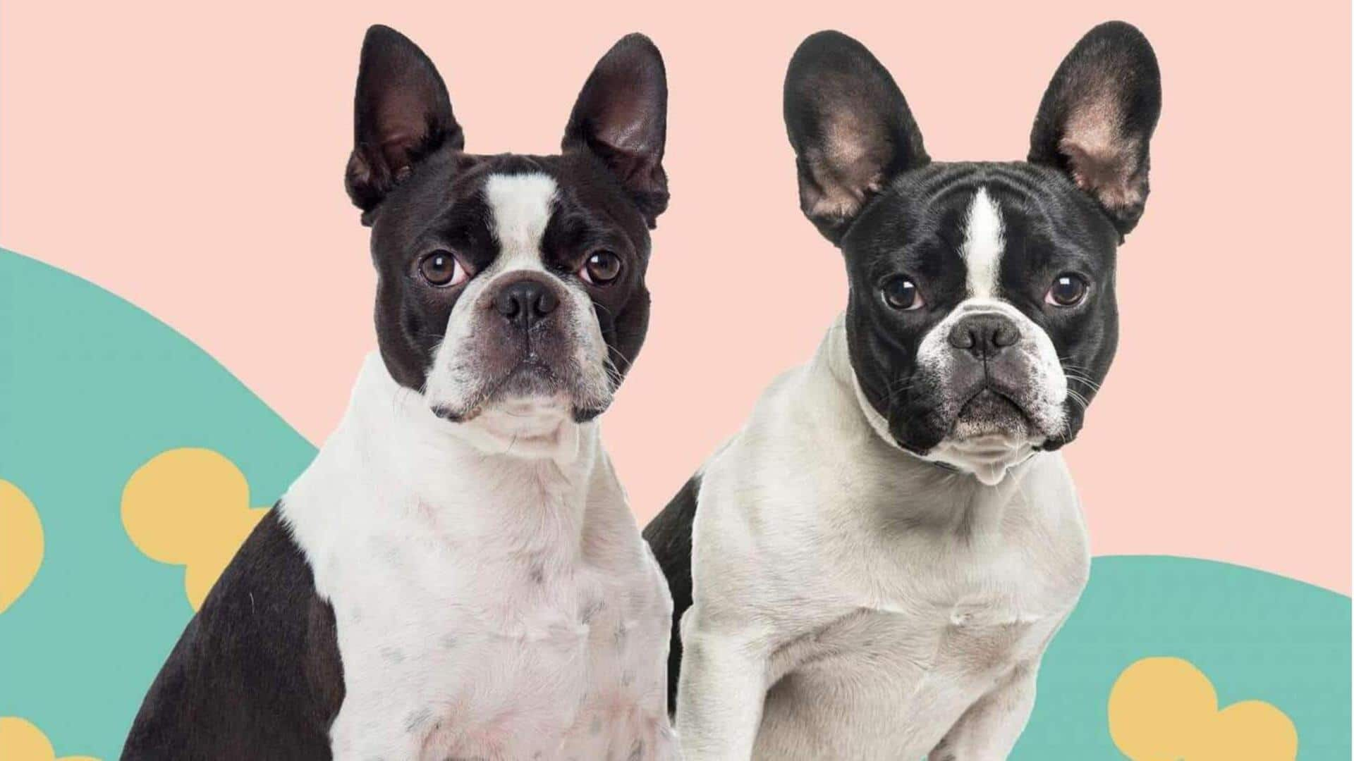 Kiat-kiat untuk merawat Boston Terrier di rumah