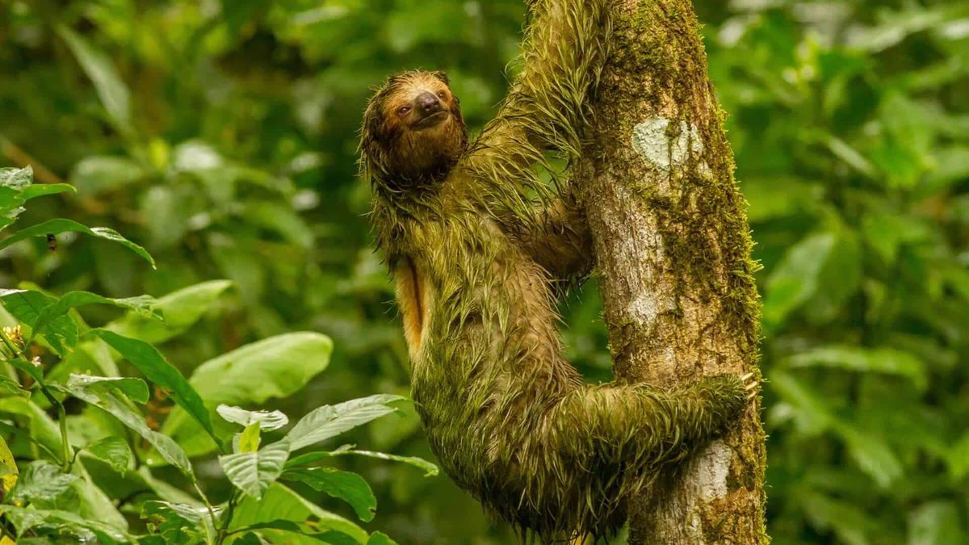 Memahami Ikatan Simbiotik antara Kungkang dengan Alga 