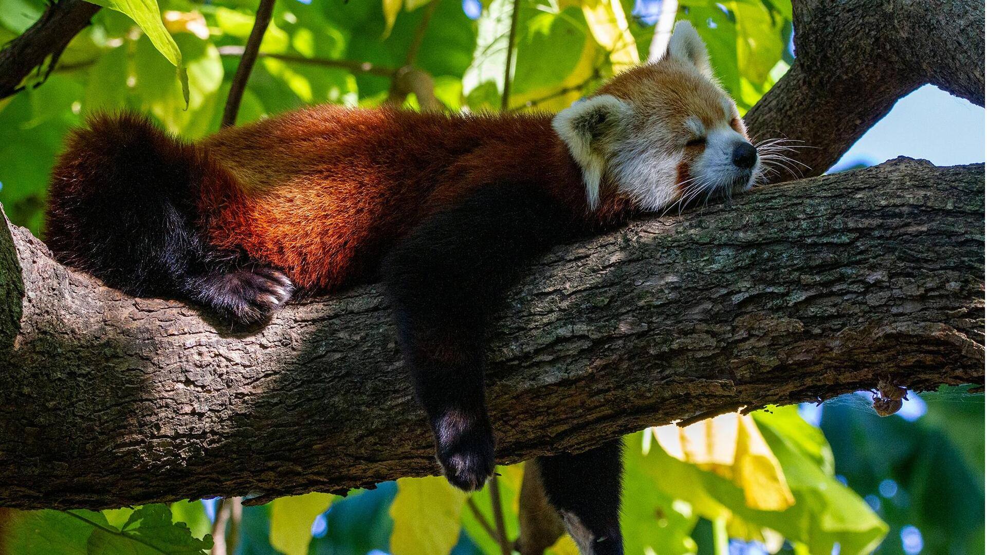 Mengamati Kebiasaan Tidur yang Unik dari Panda Merah Mengamati Kebiasaan Tidur yang Unik dari Panda Merah