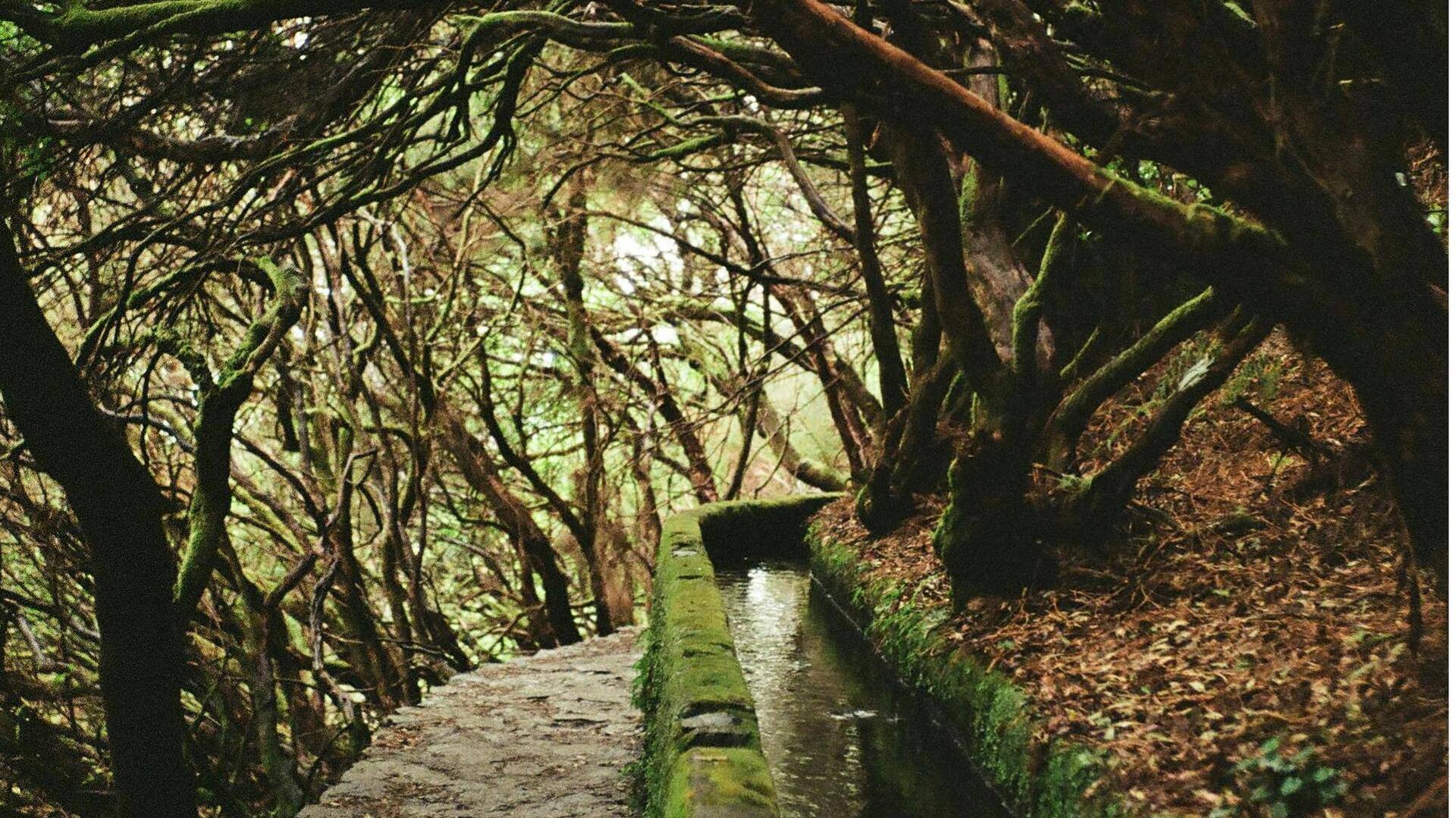 Menemukan Jalur Perawan di Alam Madeira