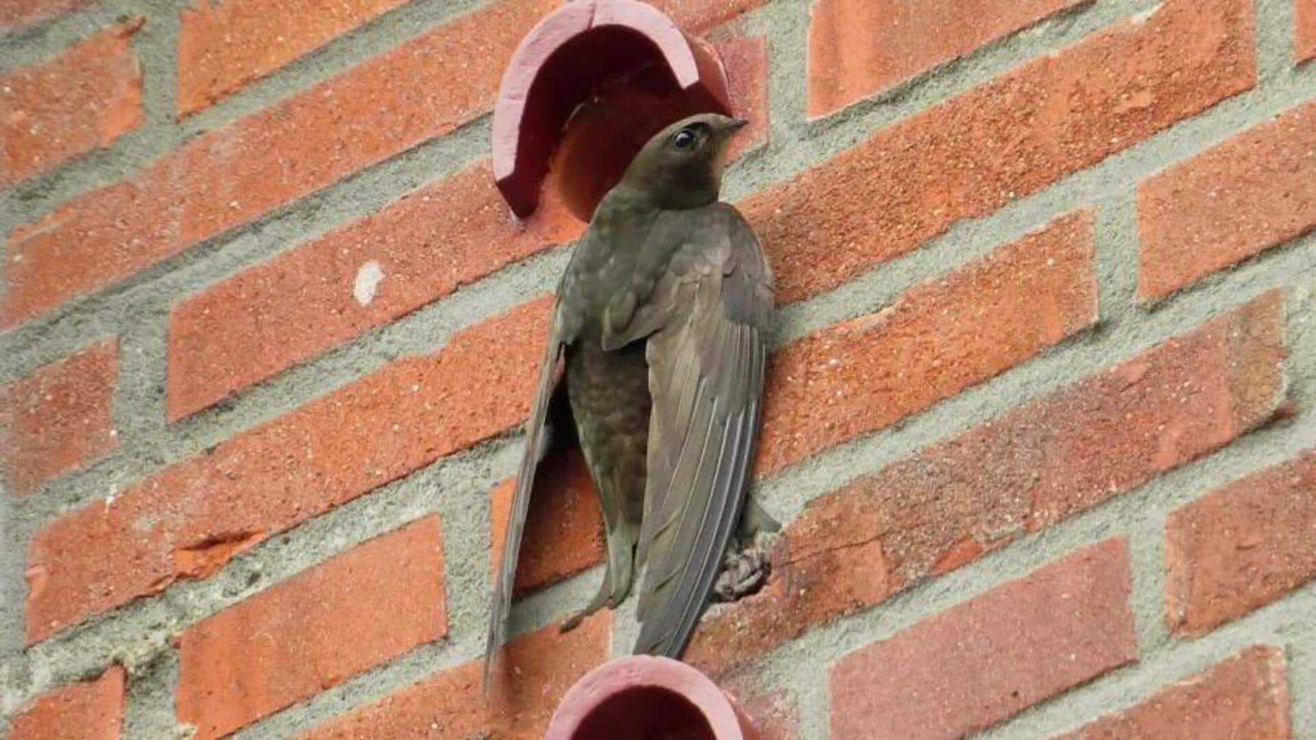 Mengapa Burung Swift Tertarik pada Lanskap Perkotaan?