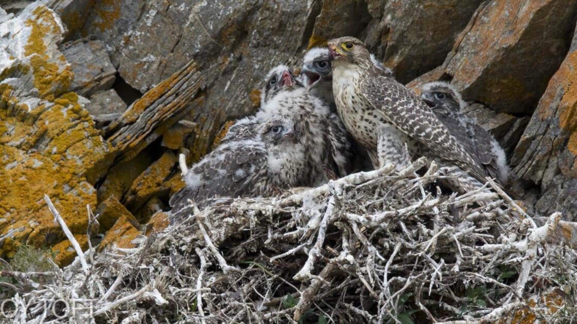 Perilaku Induk Falcon dalam Melindungi dan Merawat Anak-anaknya