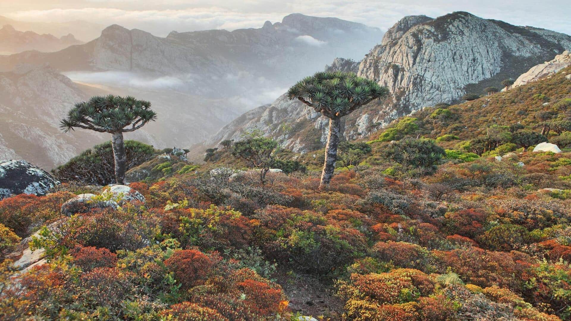 Menjelajahi Hamparan Alam Yang Unik Di Socotra