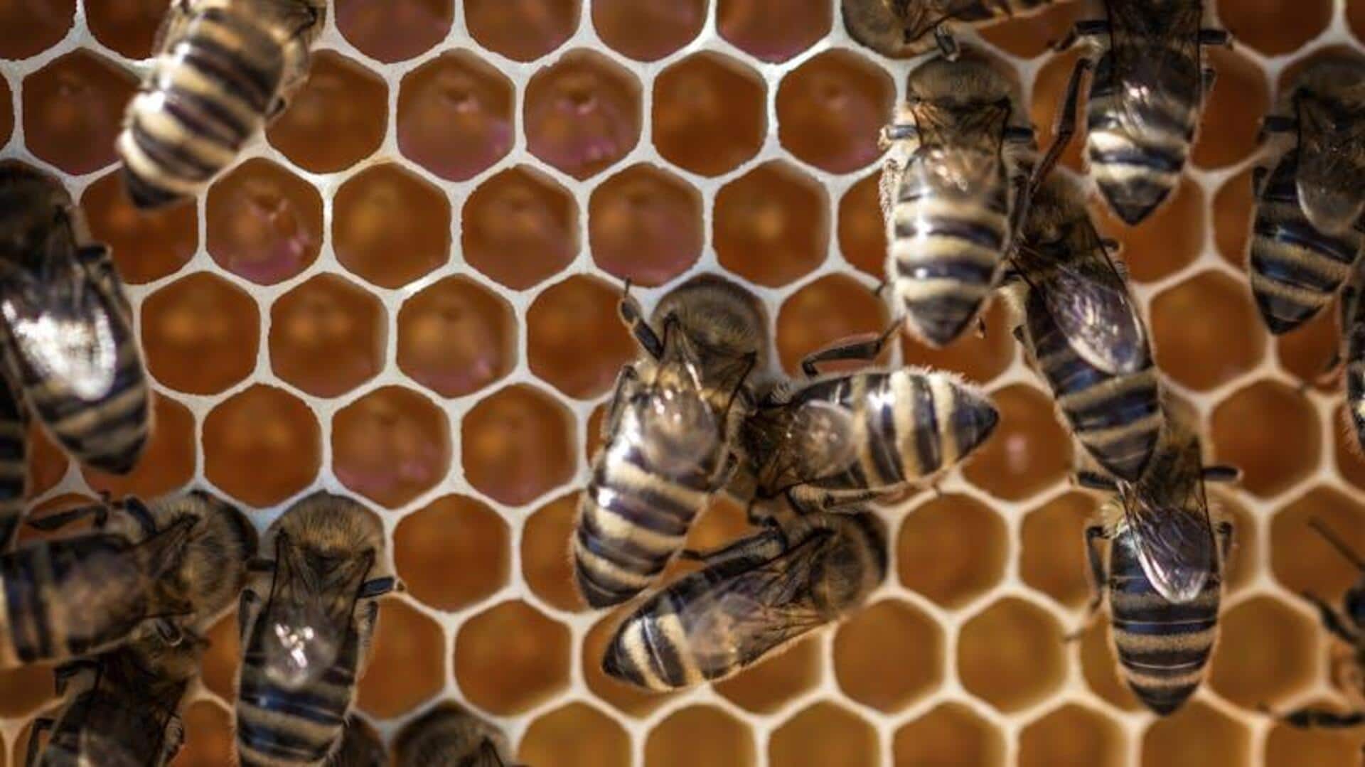 AI dan Alam: Solusi Energi Masa Depan