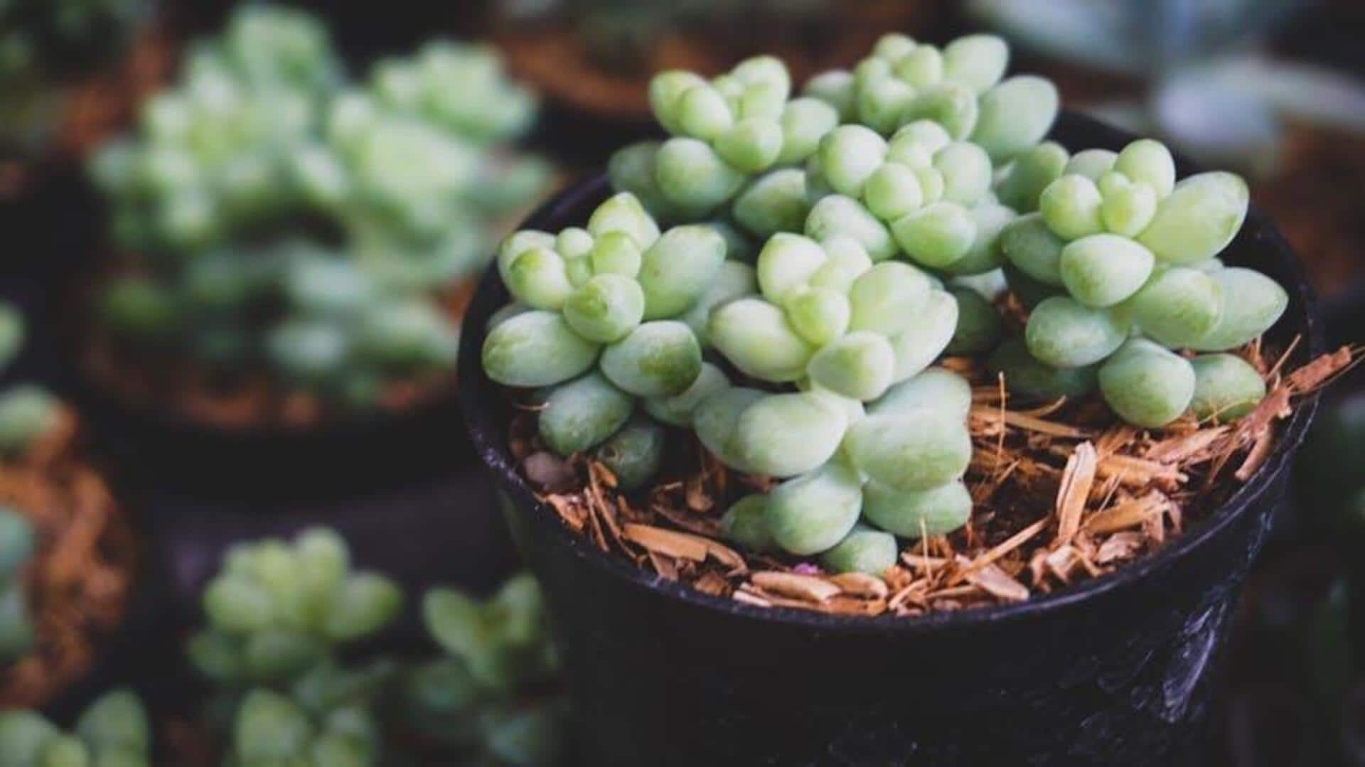 Menanam Sedum: Temukan Sifat Tahan Kekeringannya Menanam Sedum: Temukan Sifat Tahan Kekeringannya