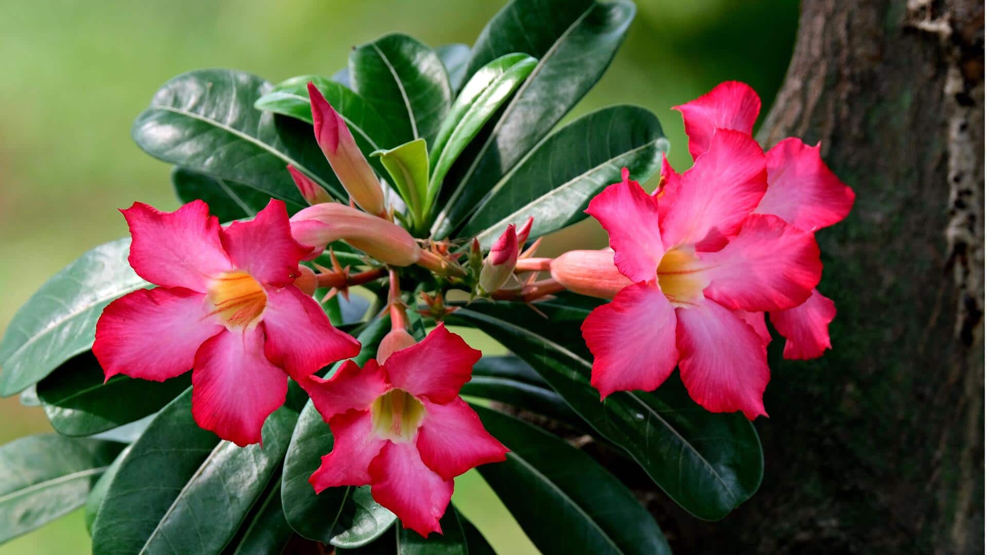 Tips Merawat Tanaman Adenium yang Efektif