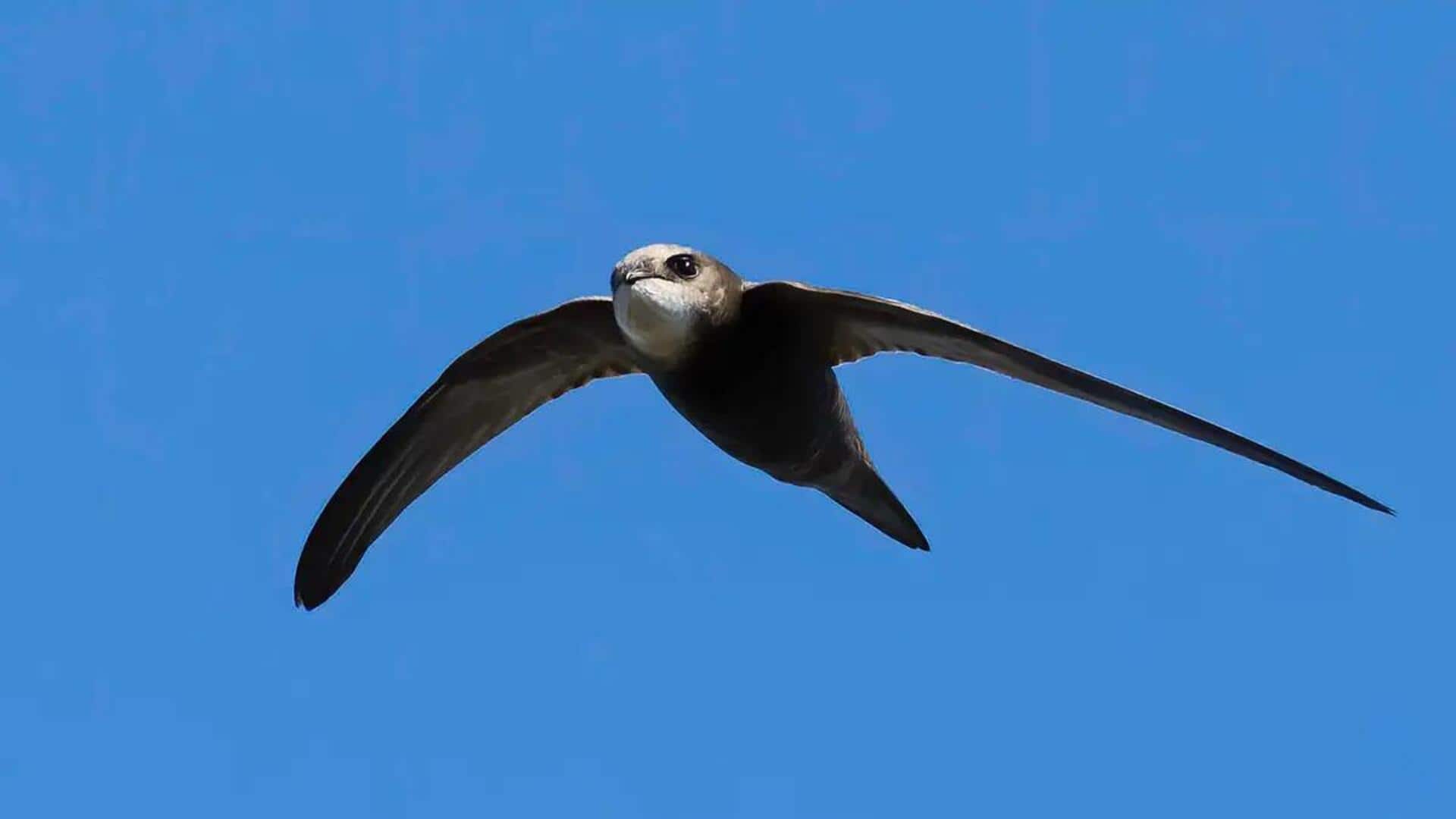 Perjalanan Migrasi Burung Swift: Menjelajahi Benua dengan Mudah