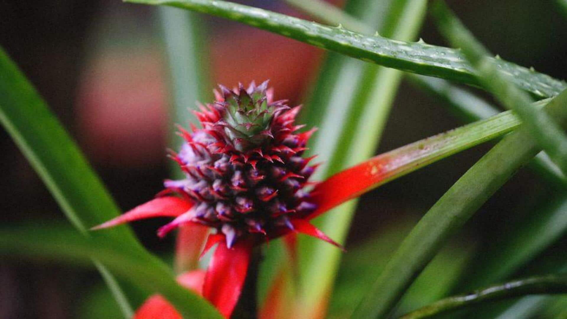 Cara Mudah Menanam Bromelia di Dalam Ruangan