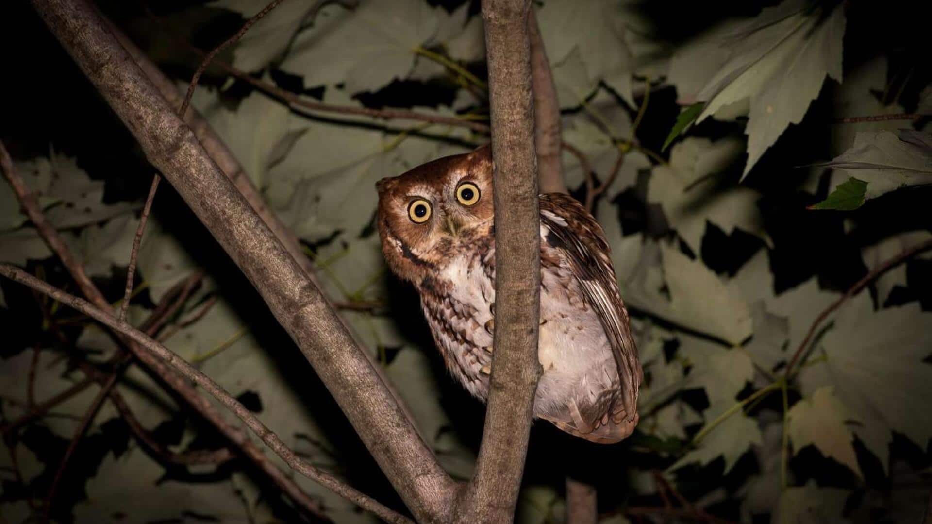 Kebiasaan Nokturnal Burung Hantu yang Menarik