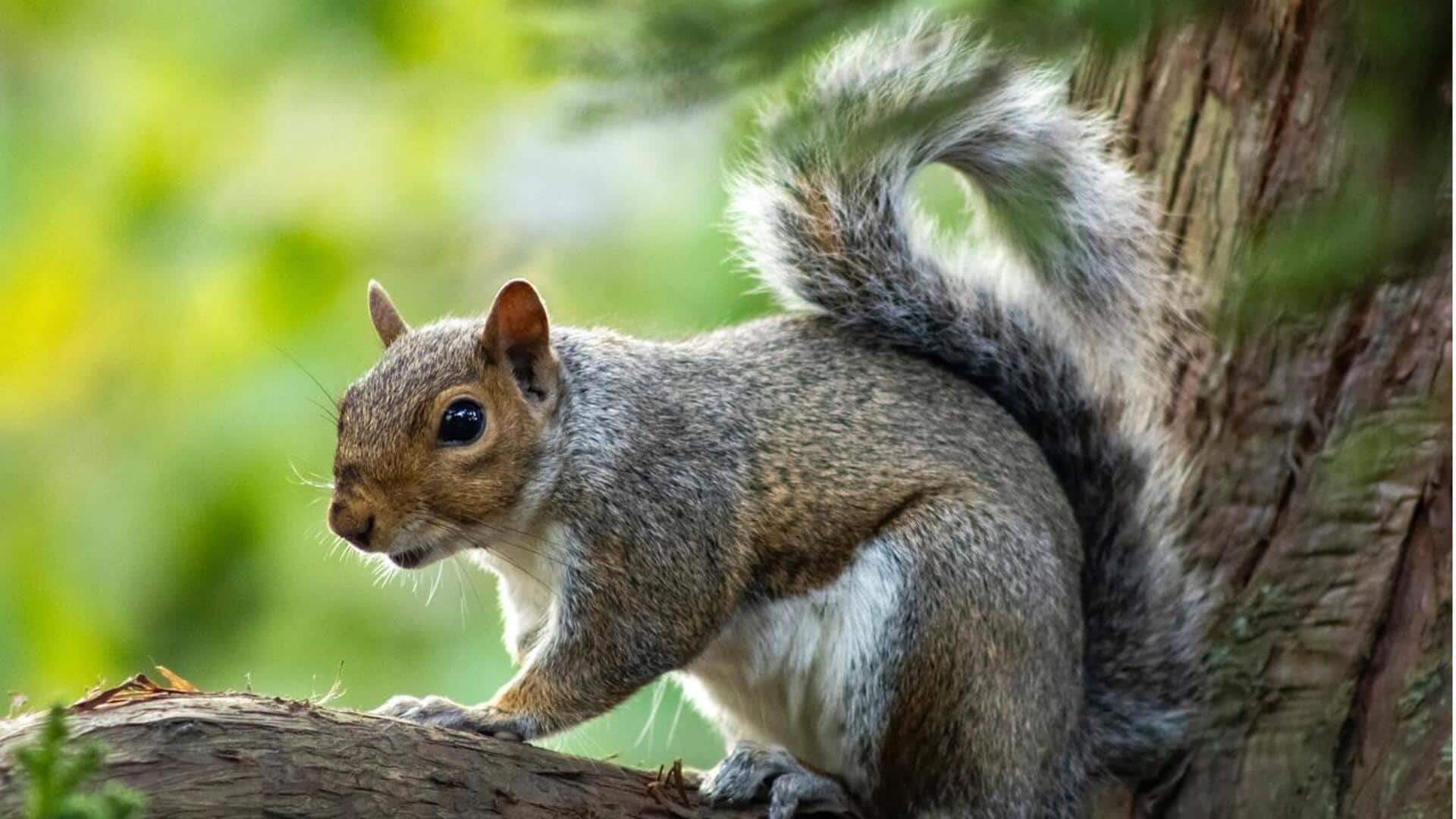 Mengungkap Cara Komunikasi Tupai yang Unik