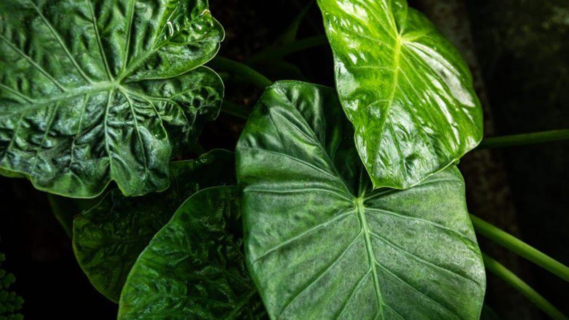 Cara Merawat Alocasia di Dalam Ruangan
